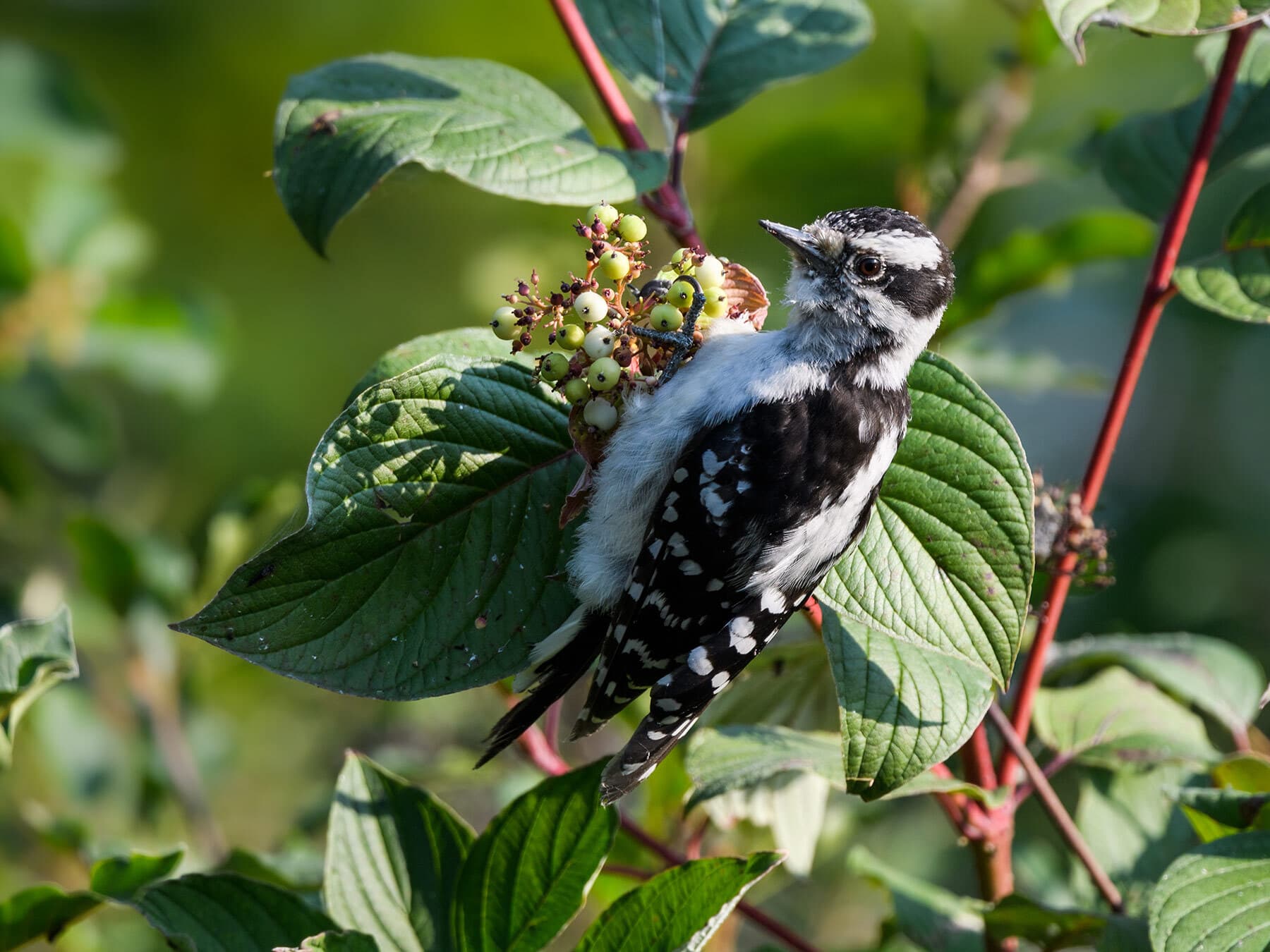 Female downy woodpecker eating