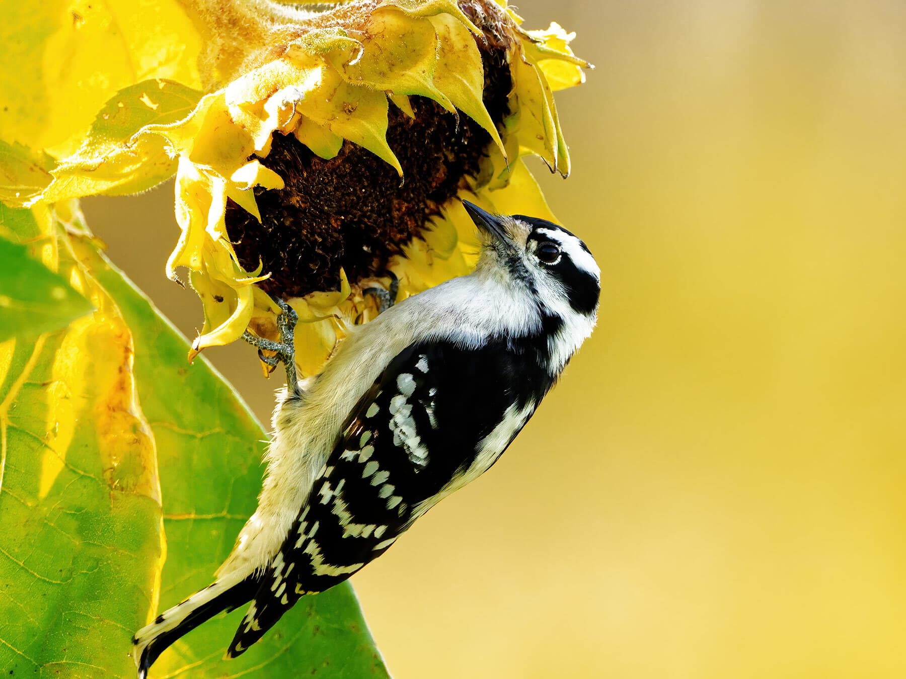 Female downy woodpecker sunflower