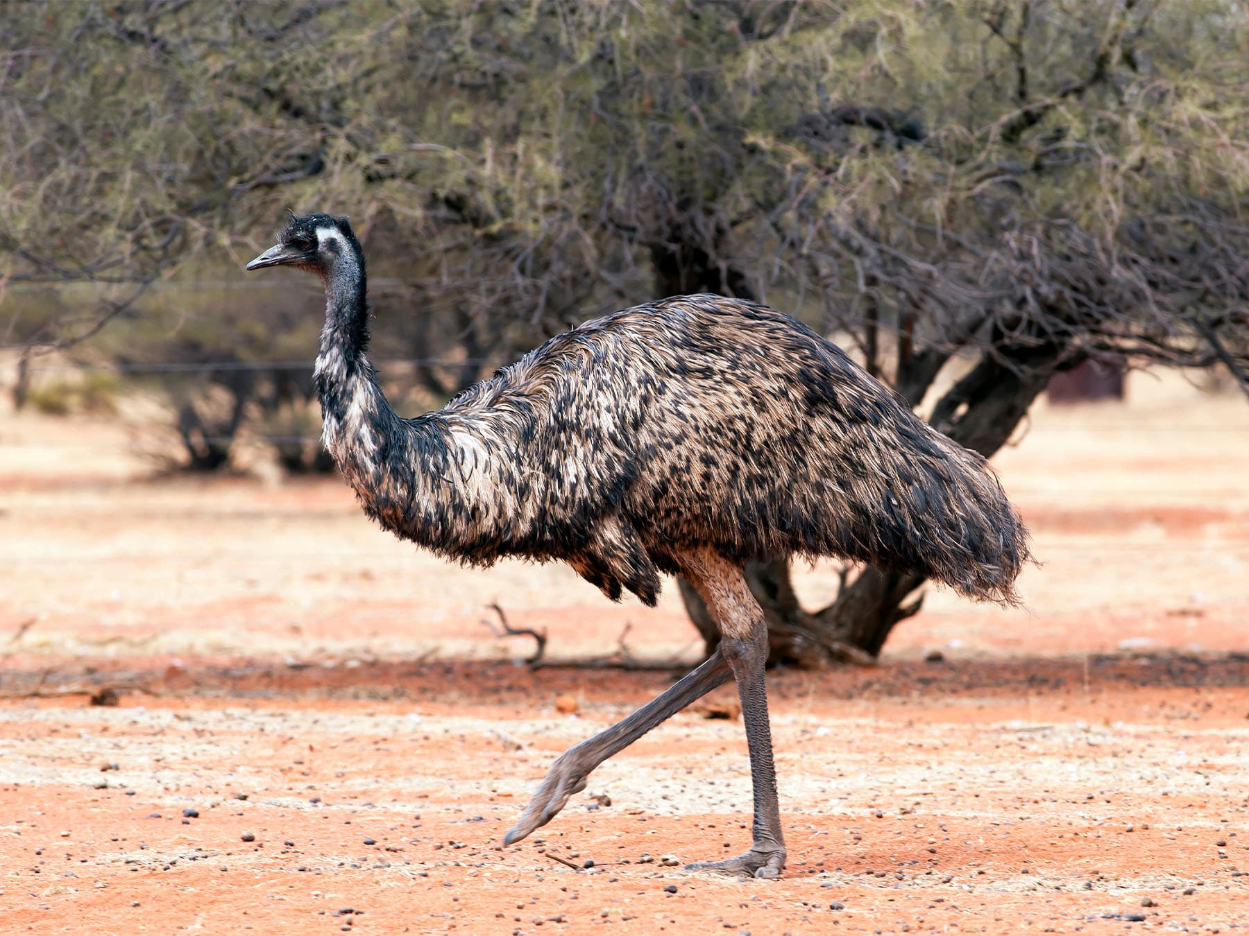 Female Emu in natural habitat