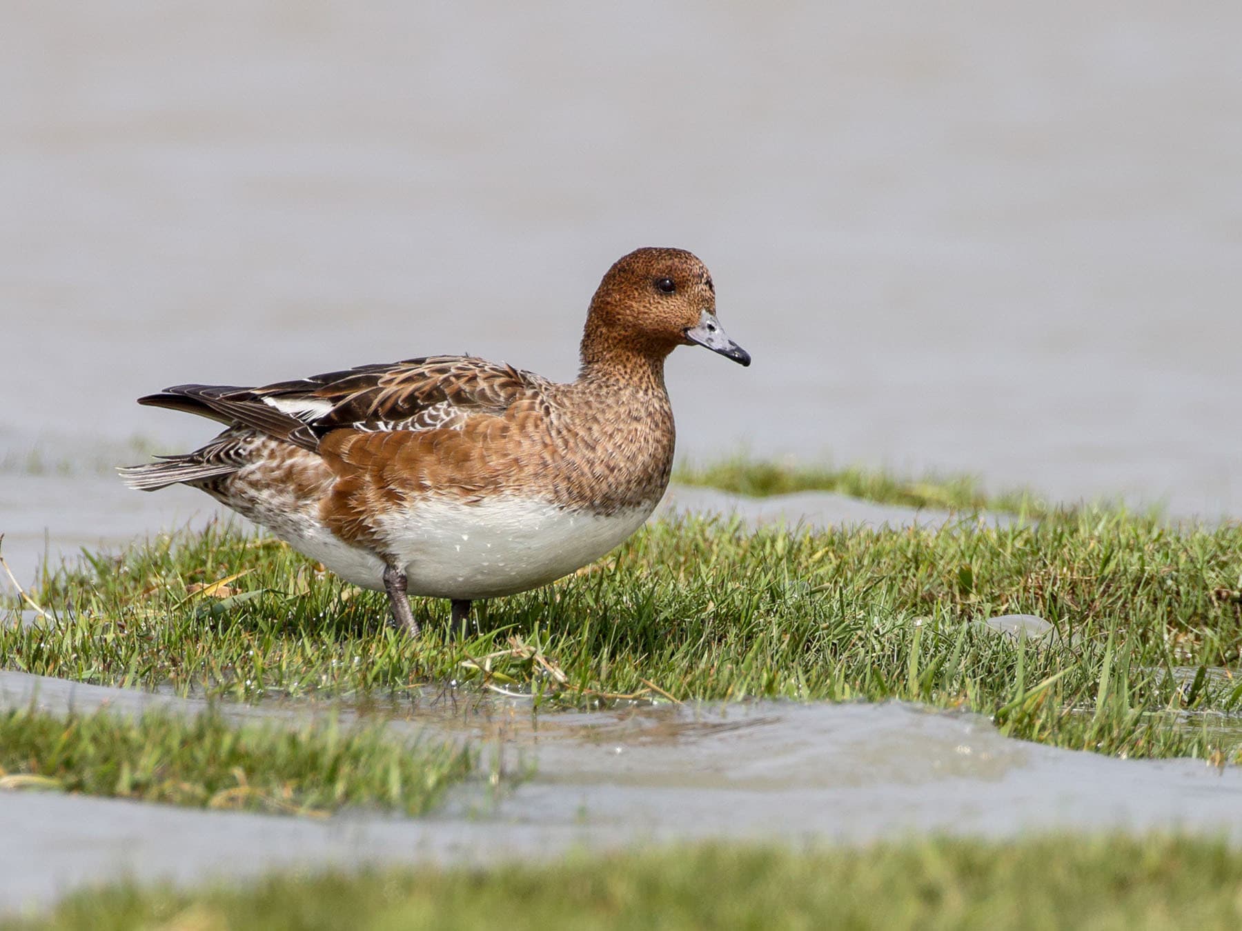 Close up of a female Eurasian Wigeon foraging for food