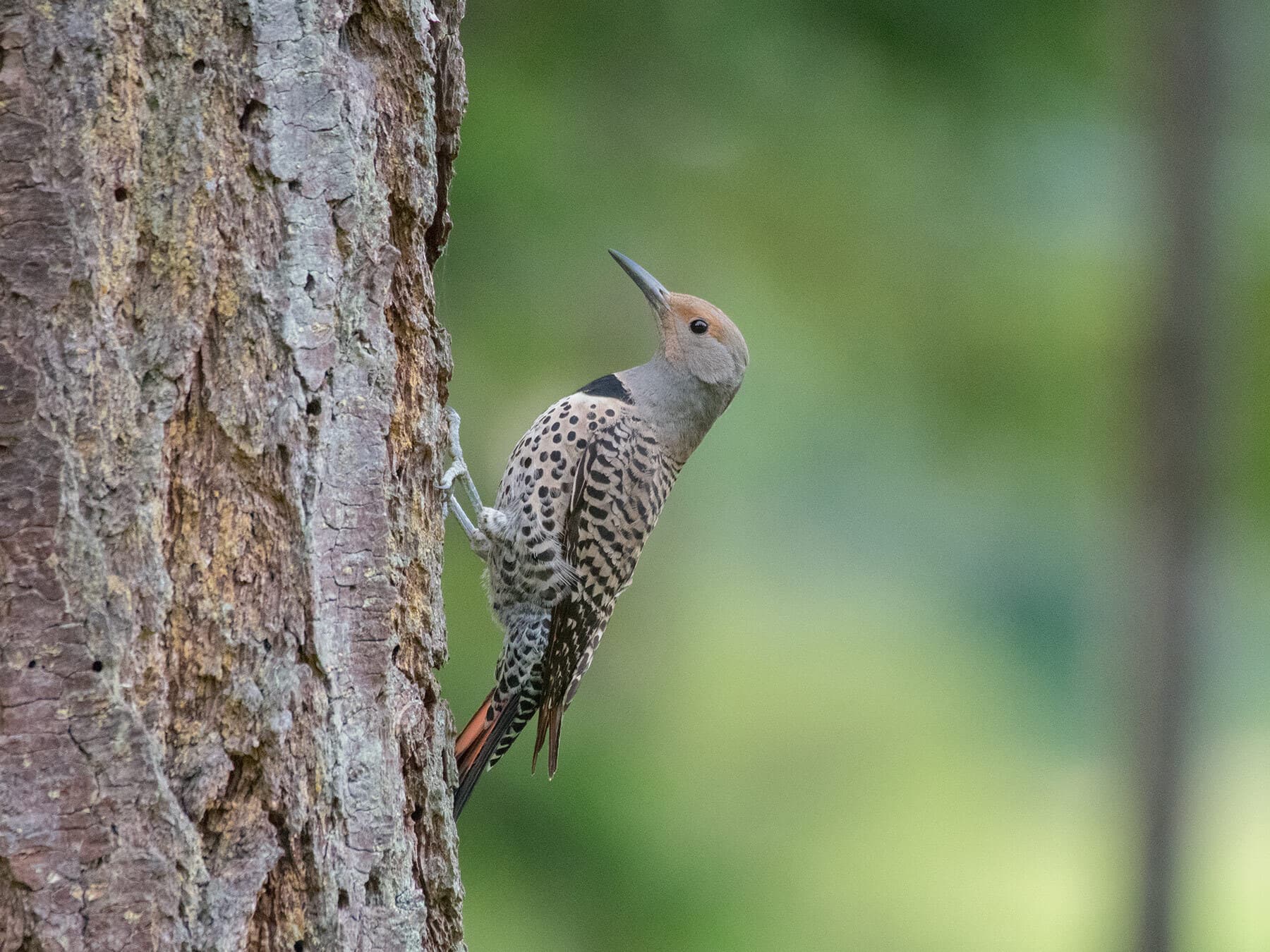 Female flicker
