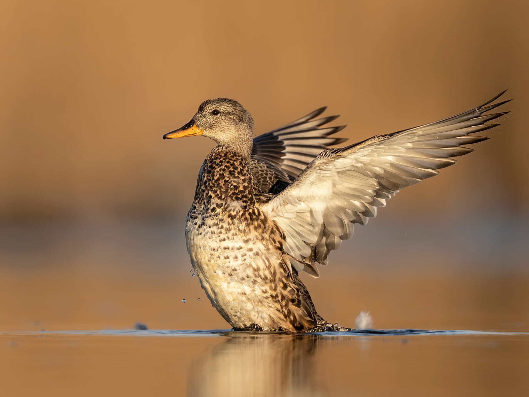 Female Gadwall