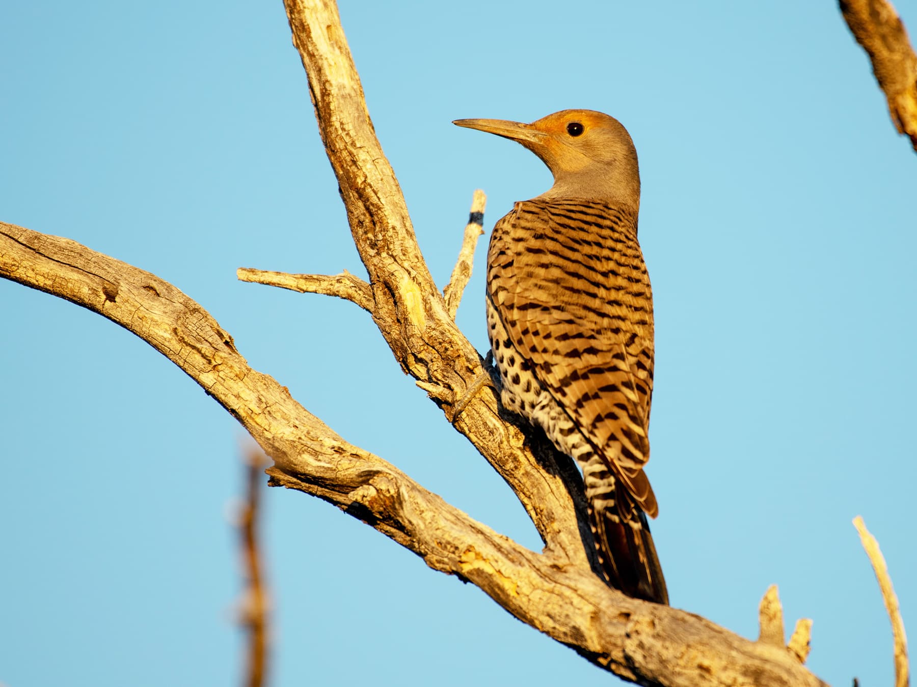 Female Gilded Flicker