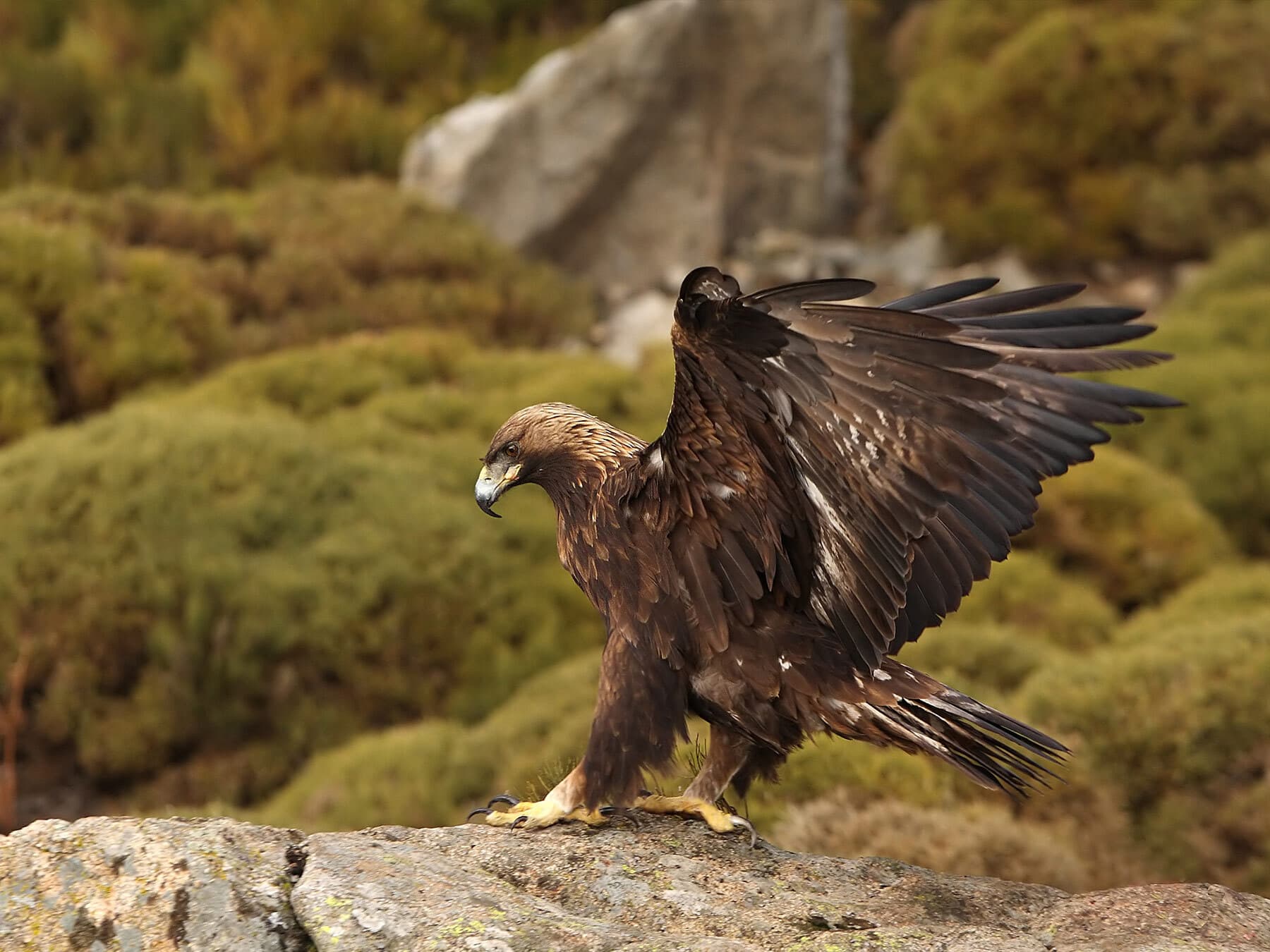 Female golden eagle perched