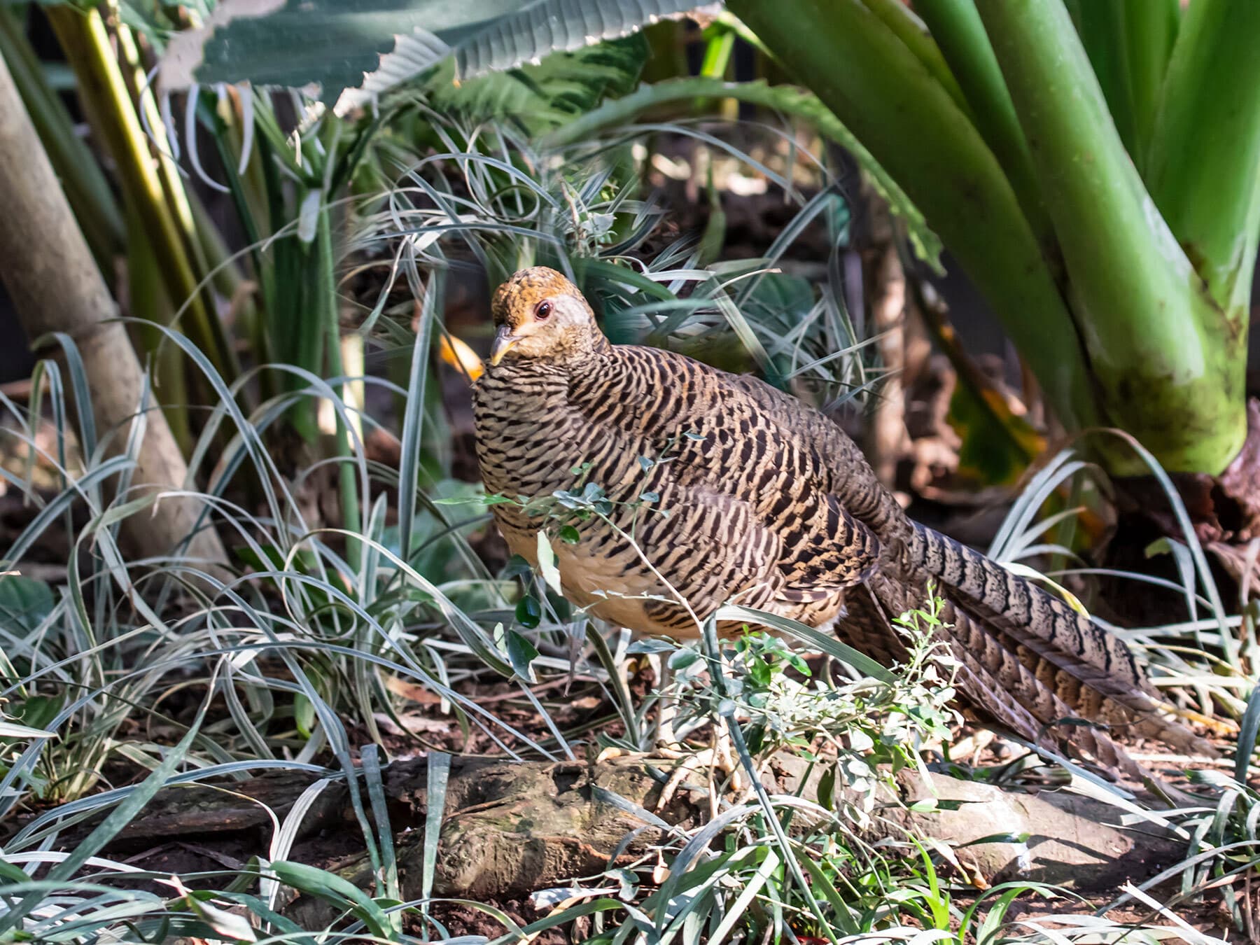 Female Golden Pheasant