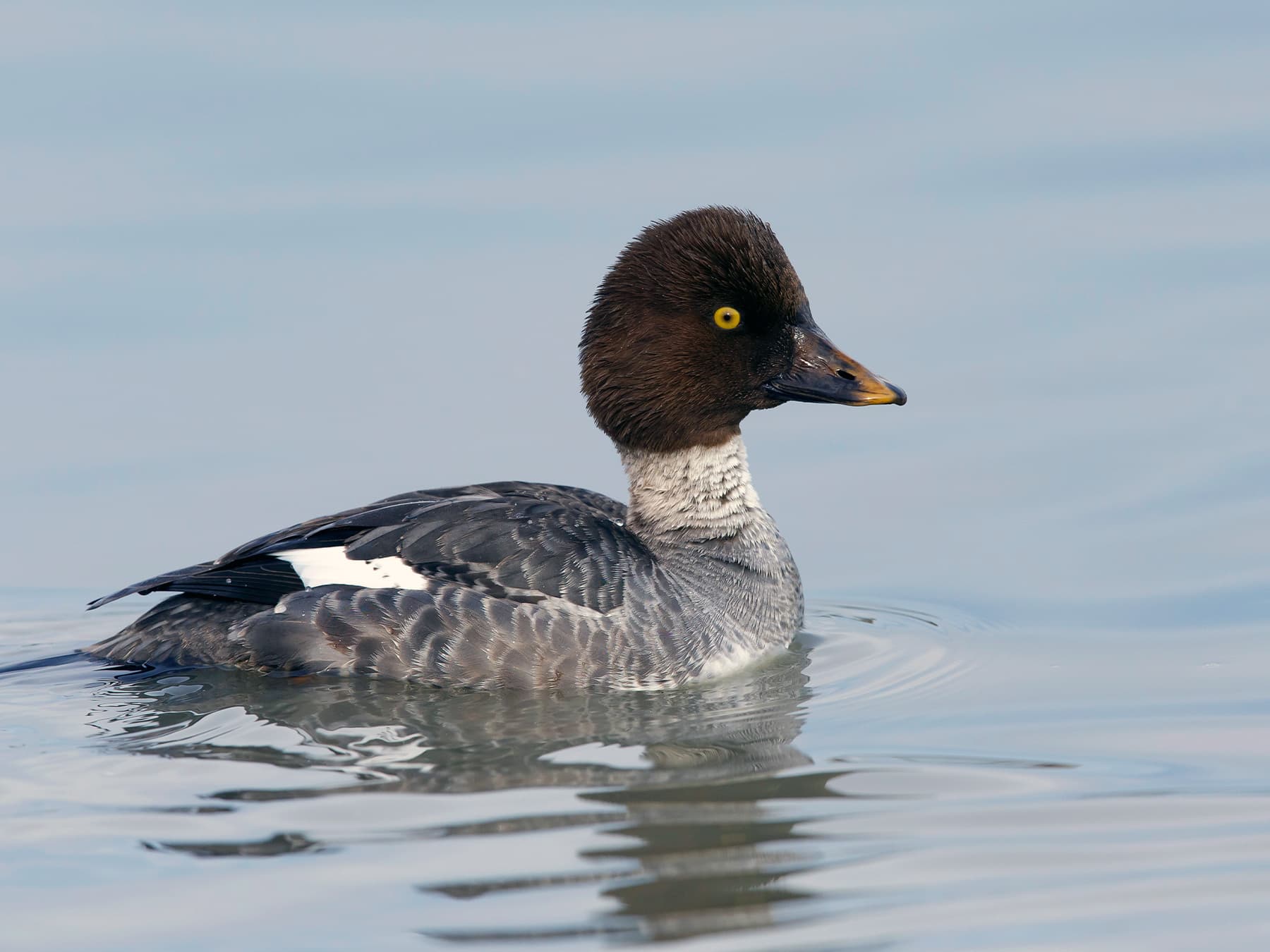 Female Goldeneye
