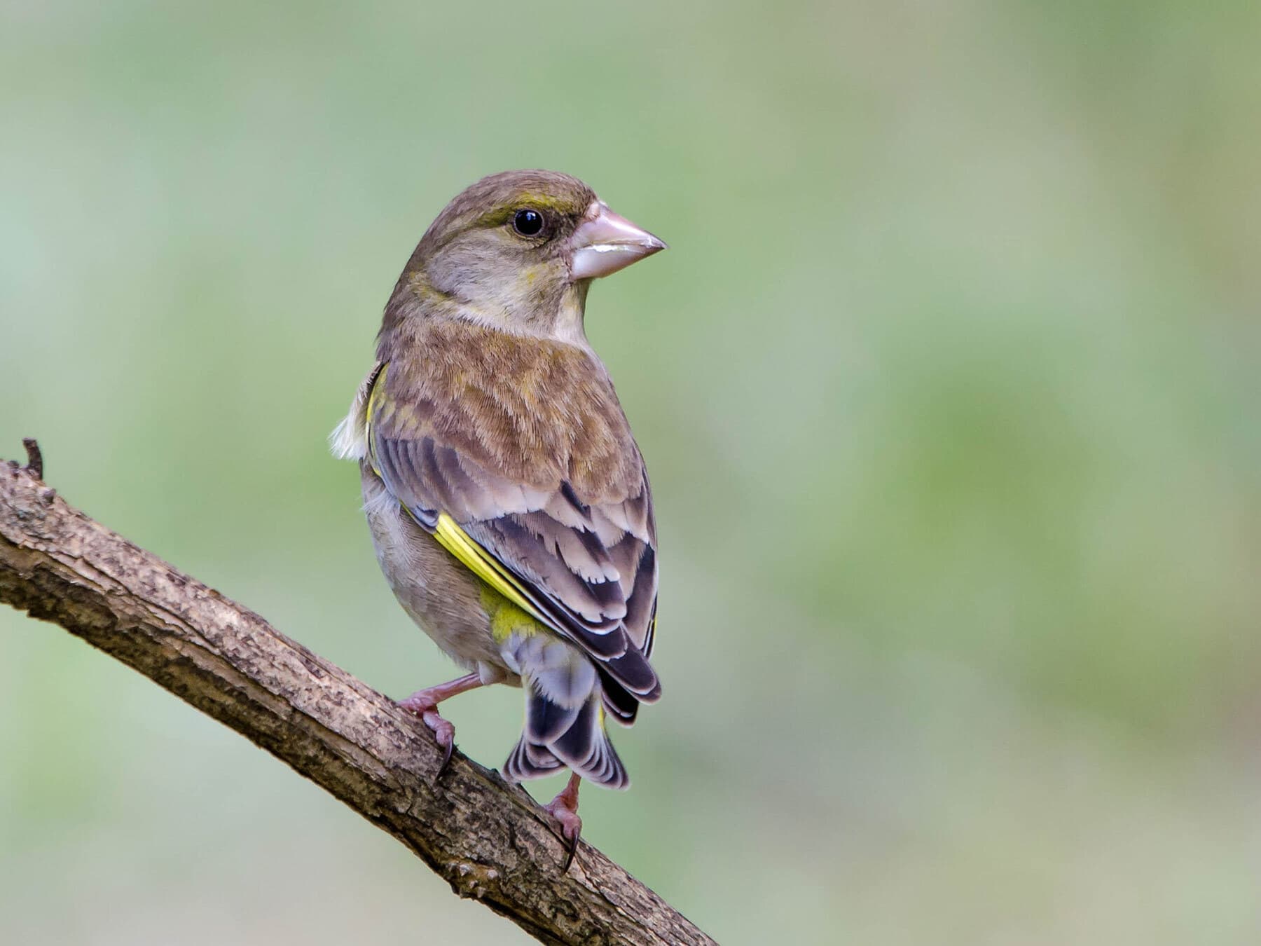 Female goldfinch close up