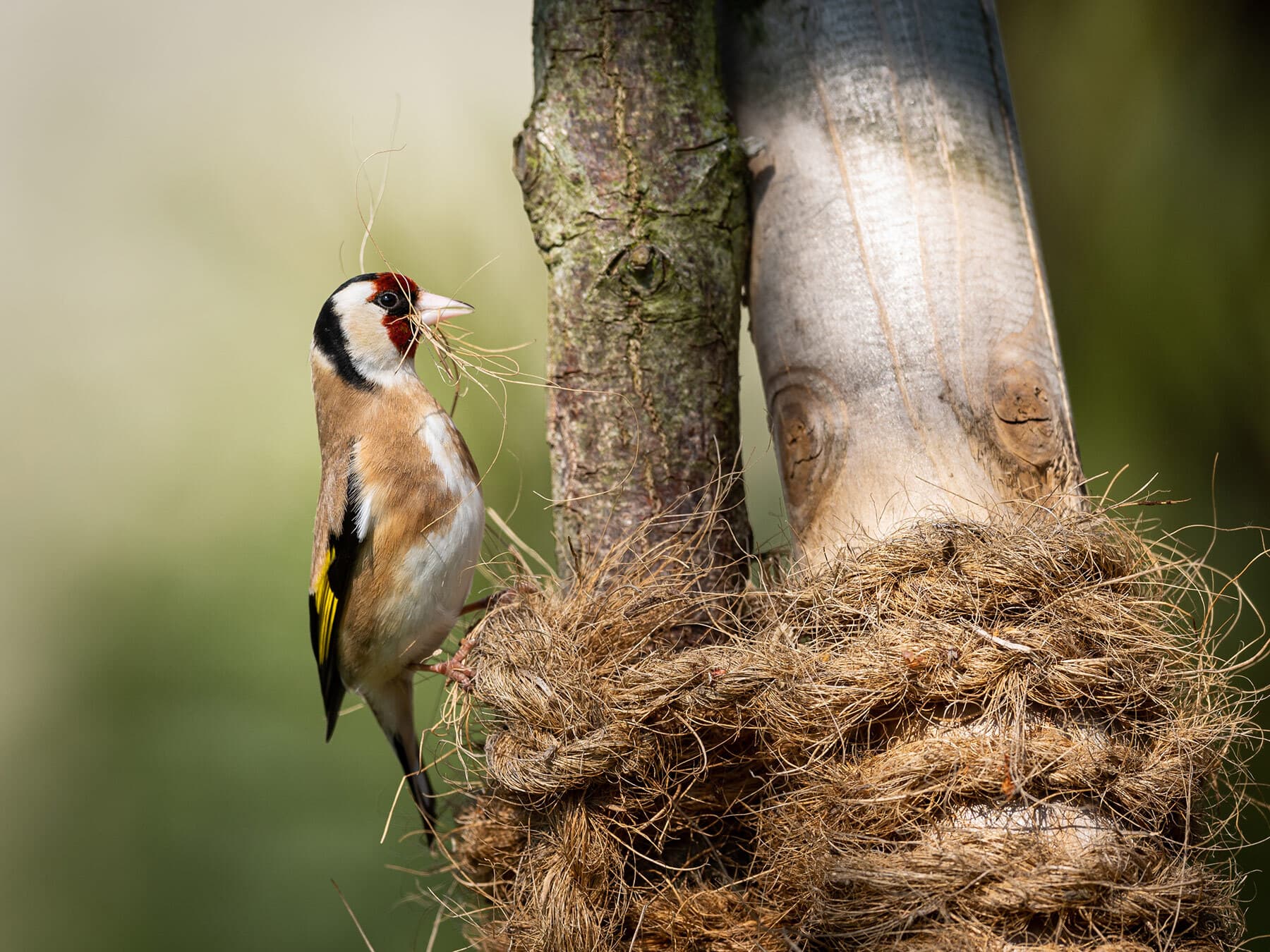 Female goldfinch nesting
