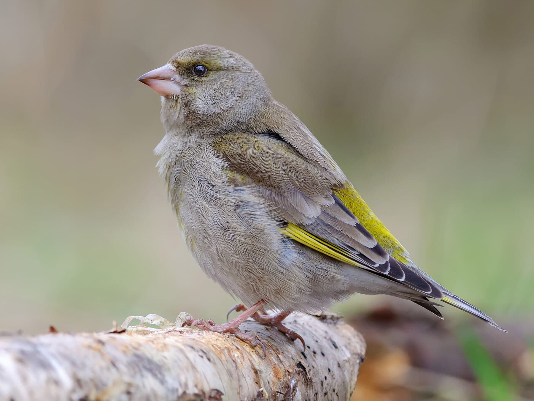 Female goldfinch perched