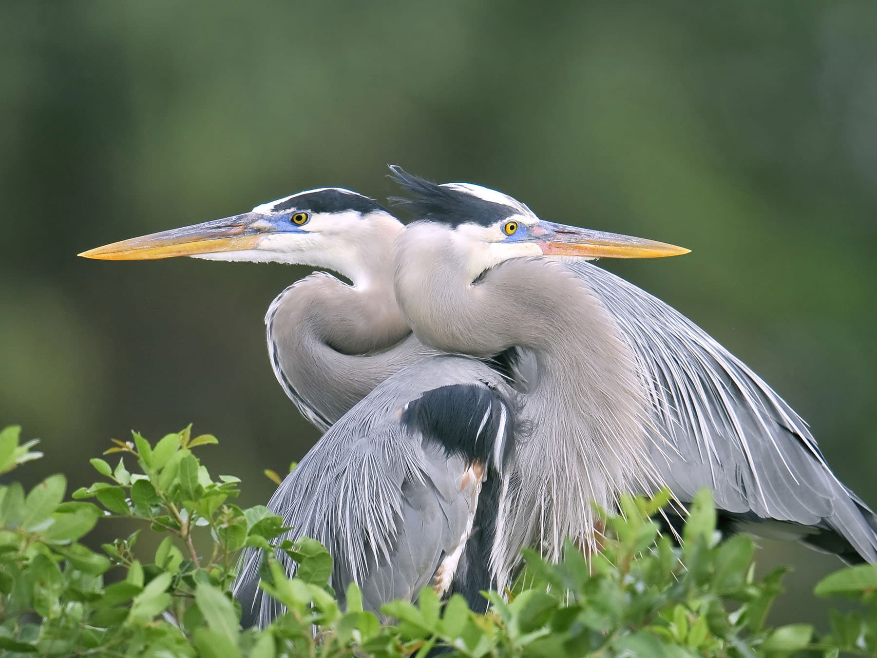 Female Great Blue Herons (Male vs Female Identification)