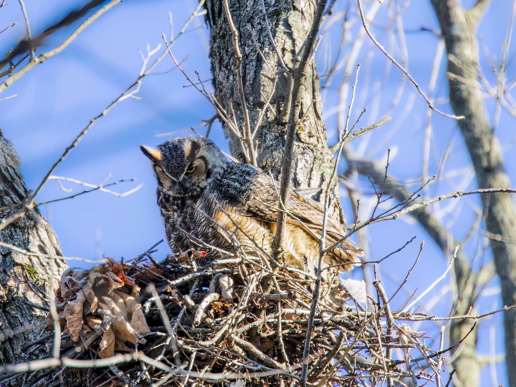 Female great horned owl on nest