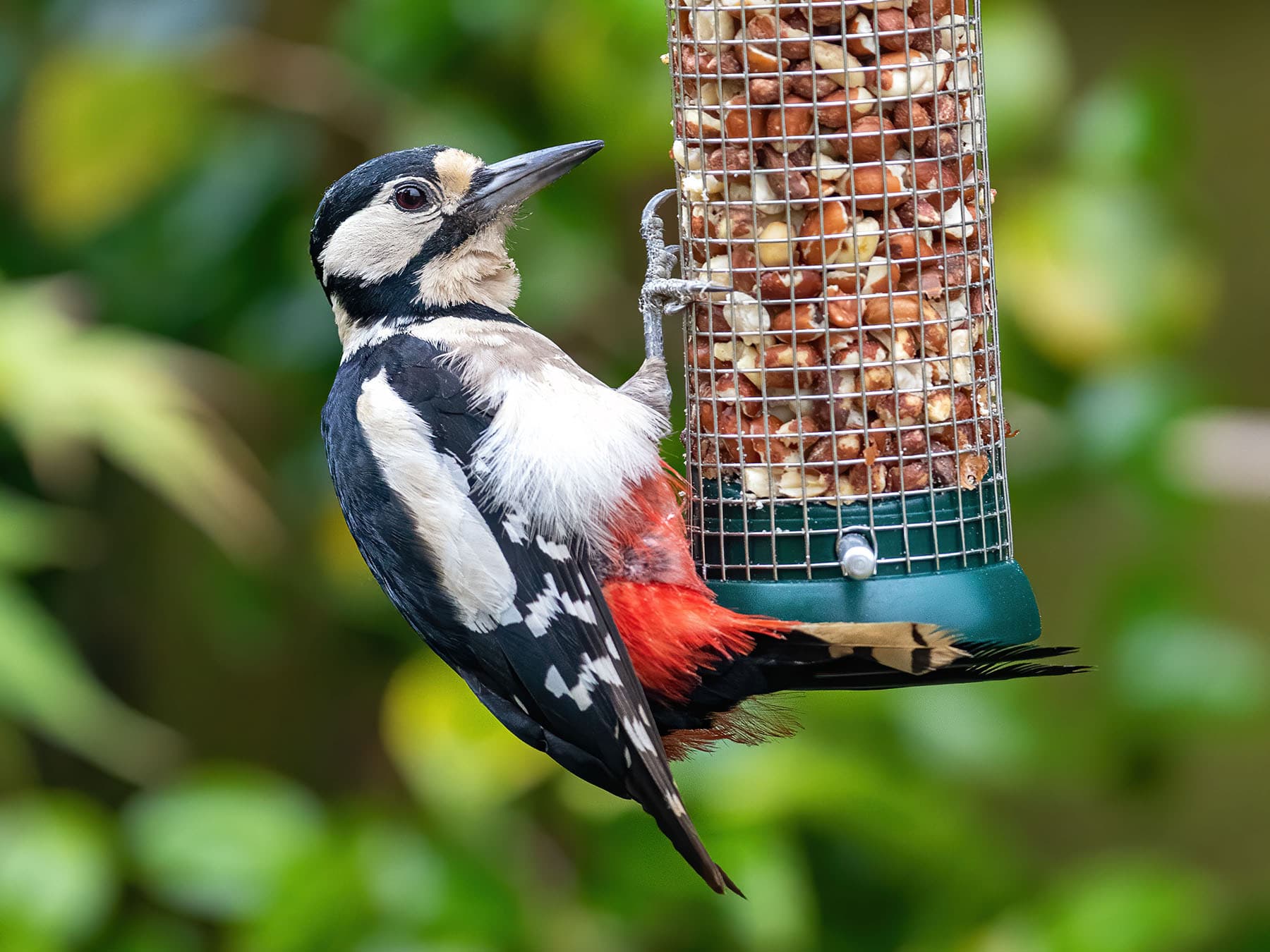 Female great spotted woodpecker at feeder