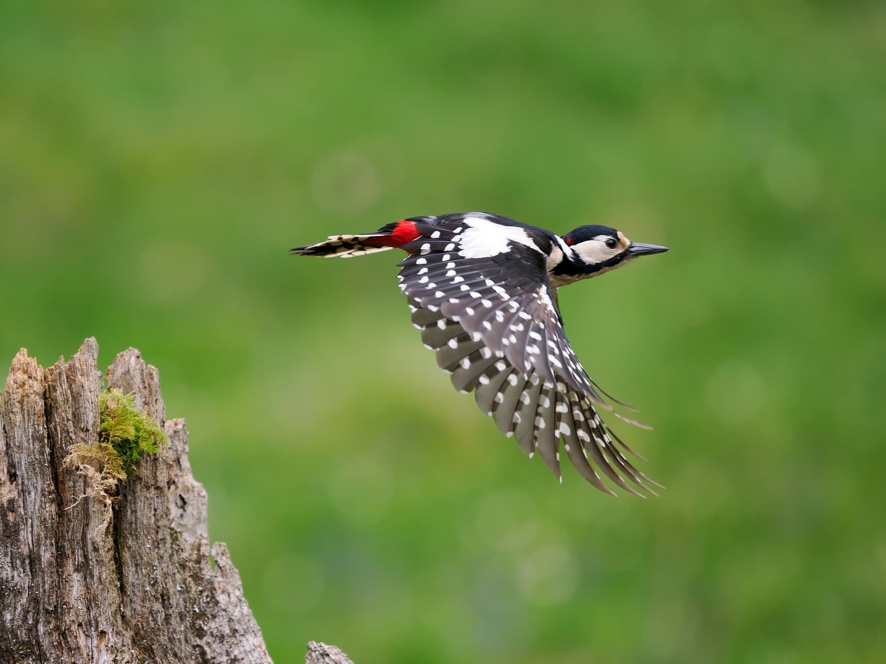 Female great spotted woodpecker in flight