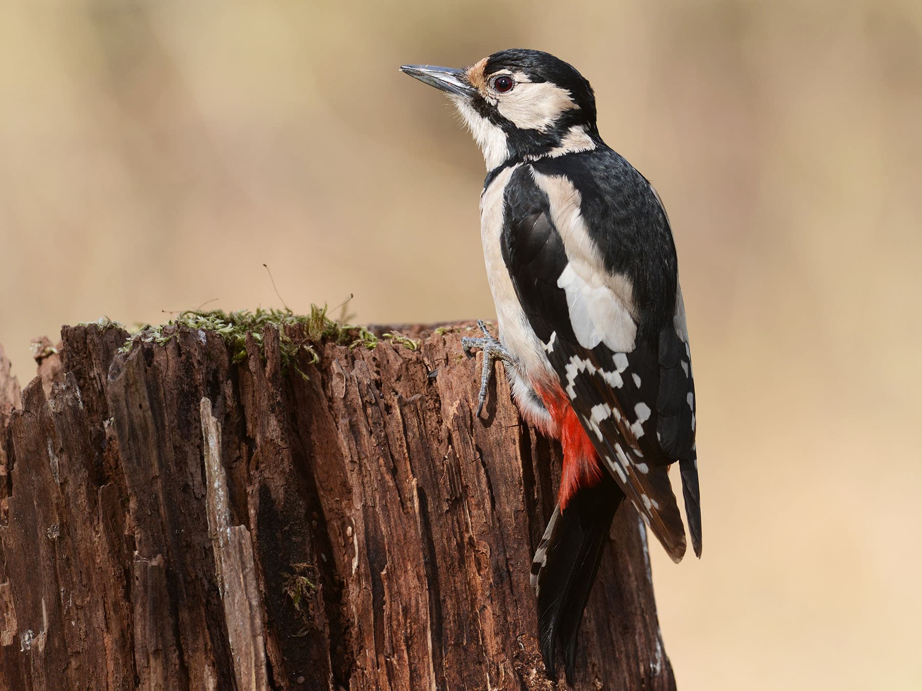 Female great spotted woodpecker