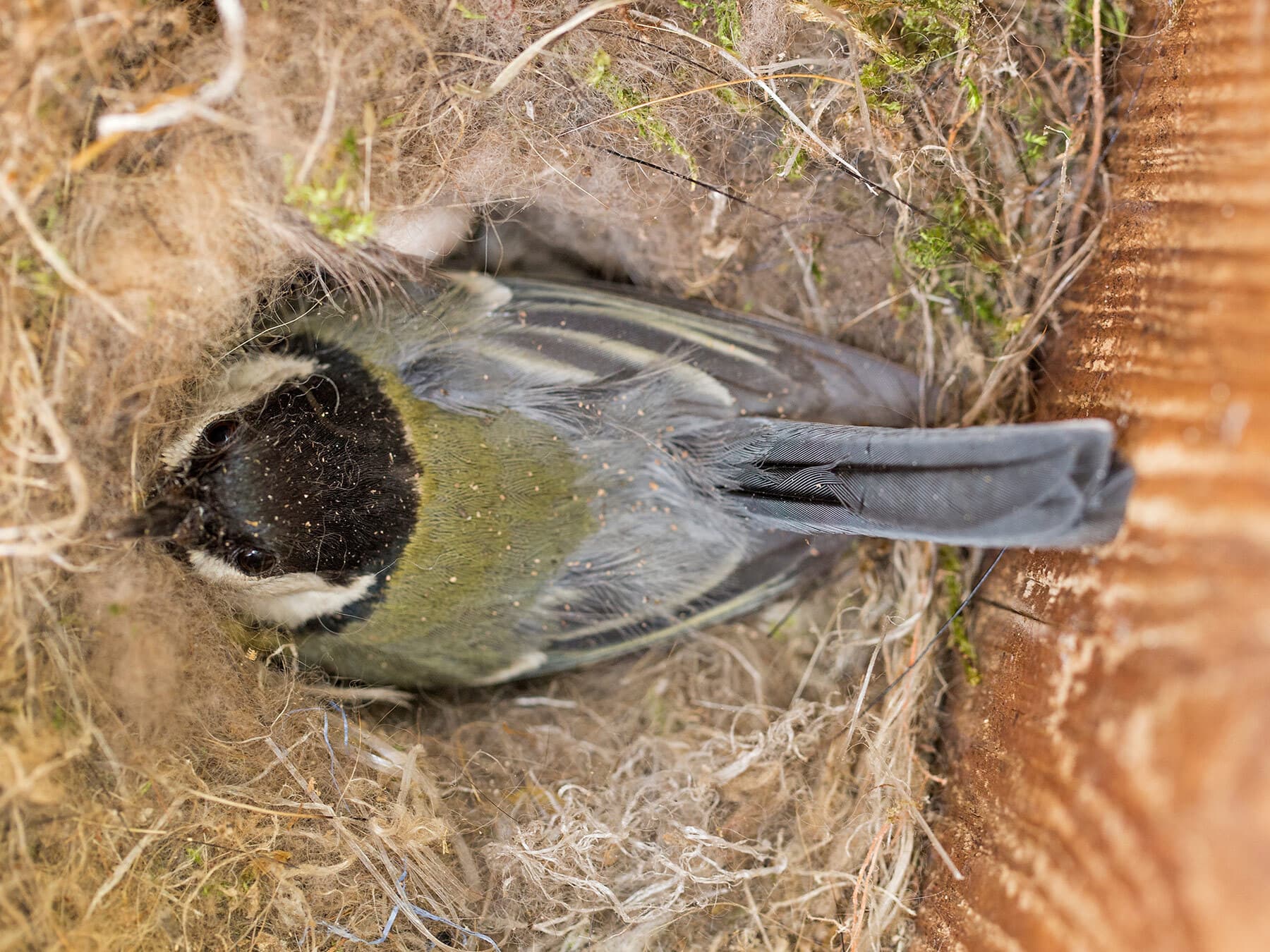 Female great tit sitting on nest
