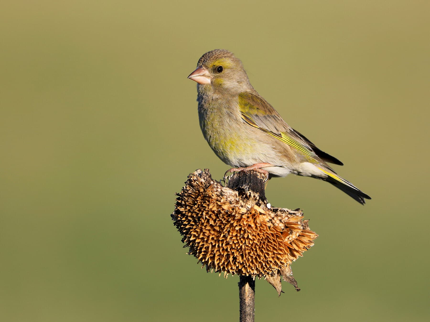 Female greenfinch eating sunflower seeds