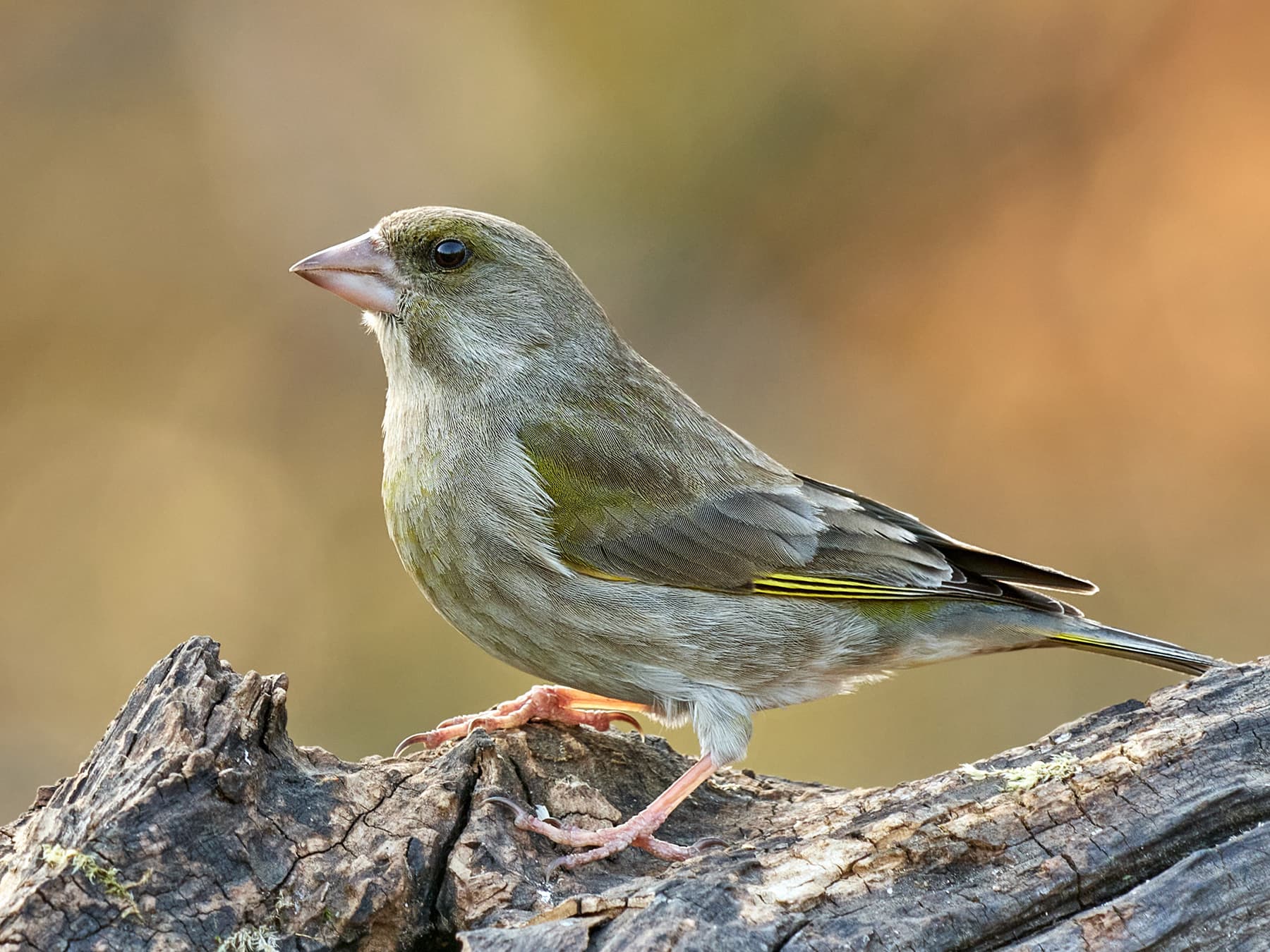 A female Greenfinch on a log, greyish olive with a pale bill