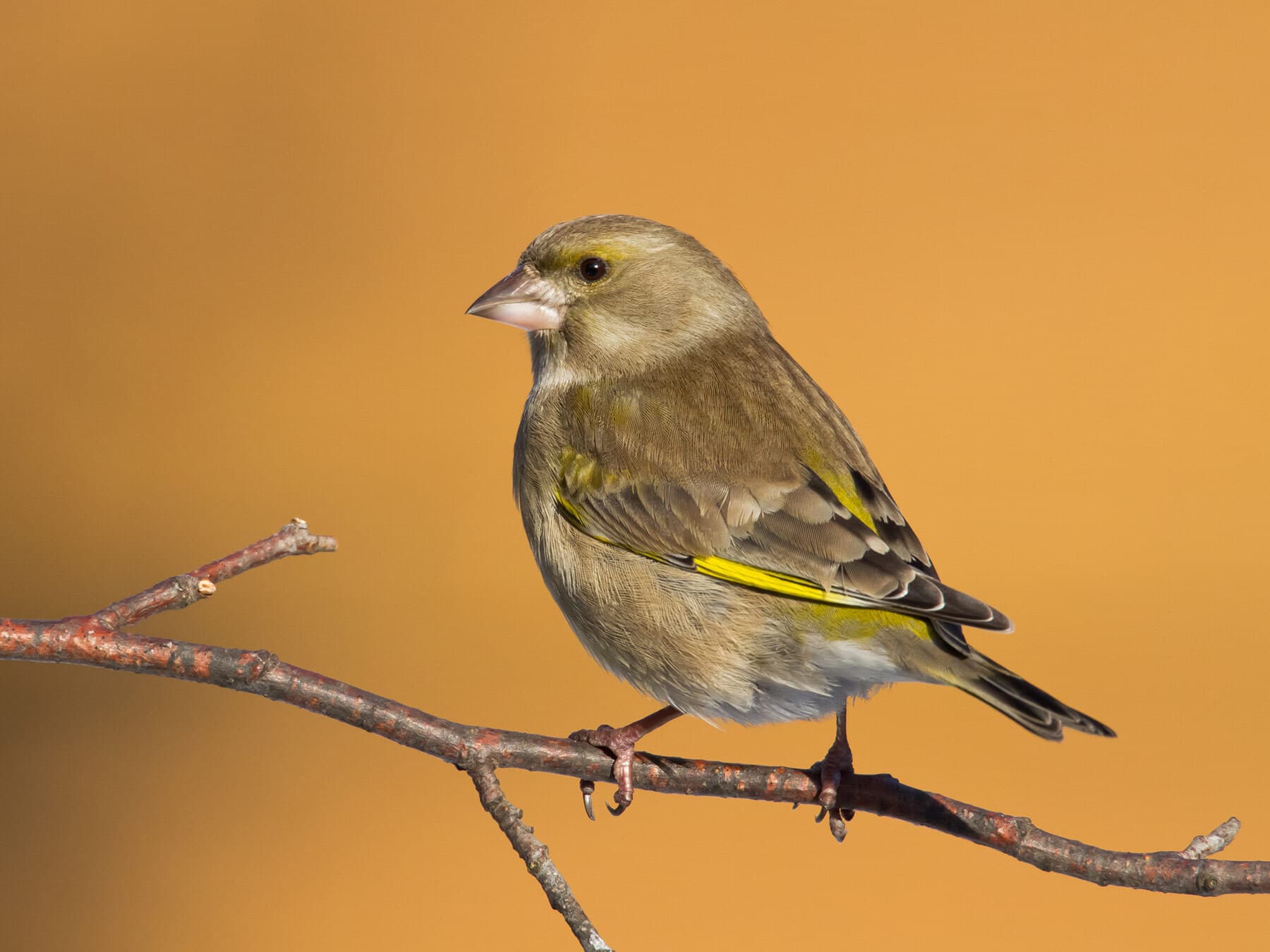 Female vs Male Greenfinches: 5 Key Differences UK Birdwatchers Need to Know