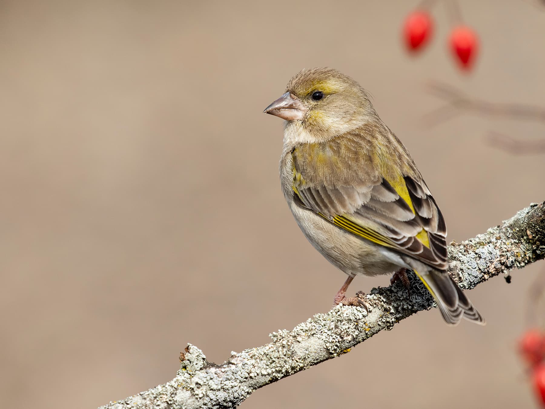 Female Greenfinch