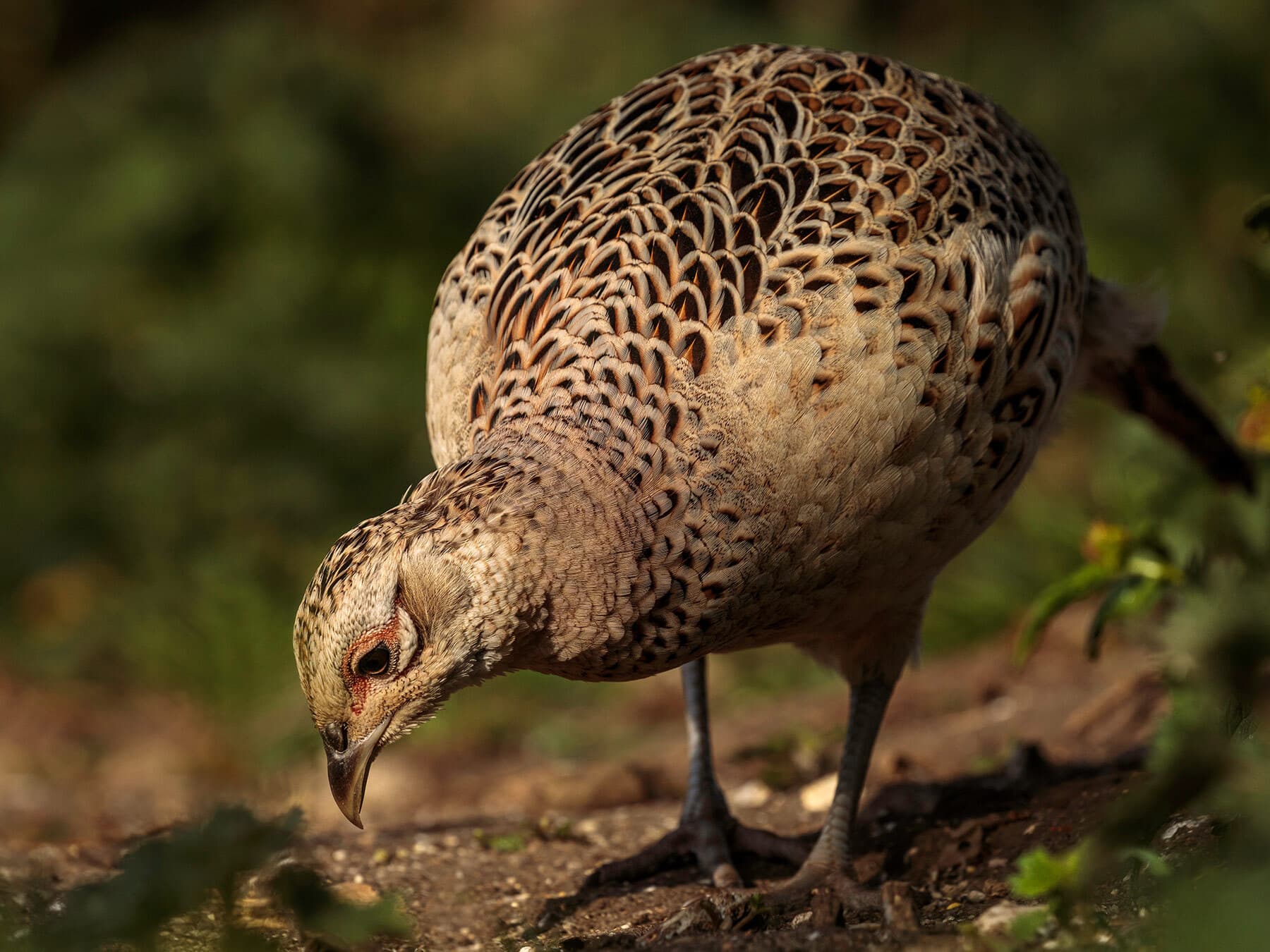 Female hen pheasant eating