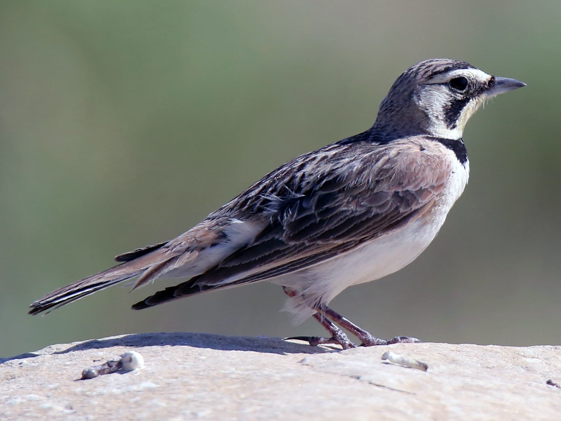 Female Horned Lark