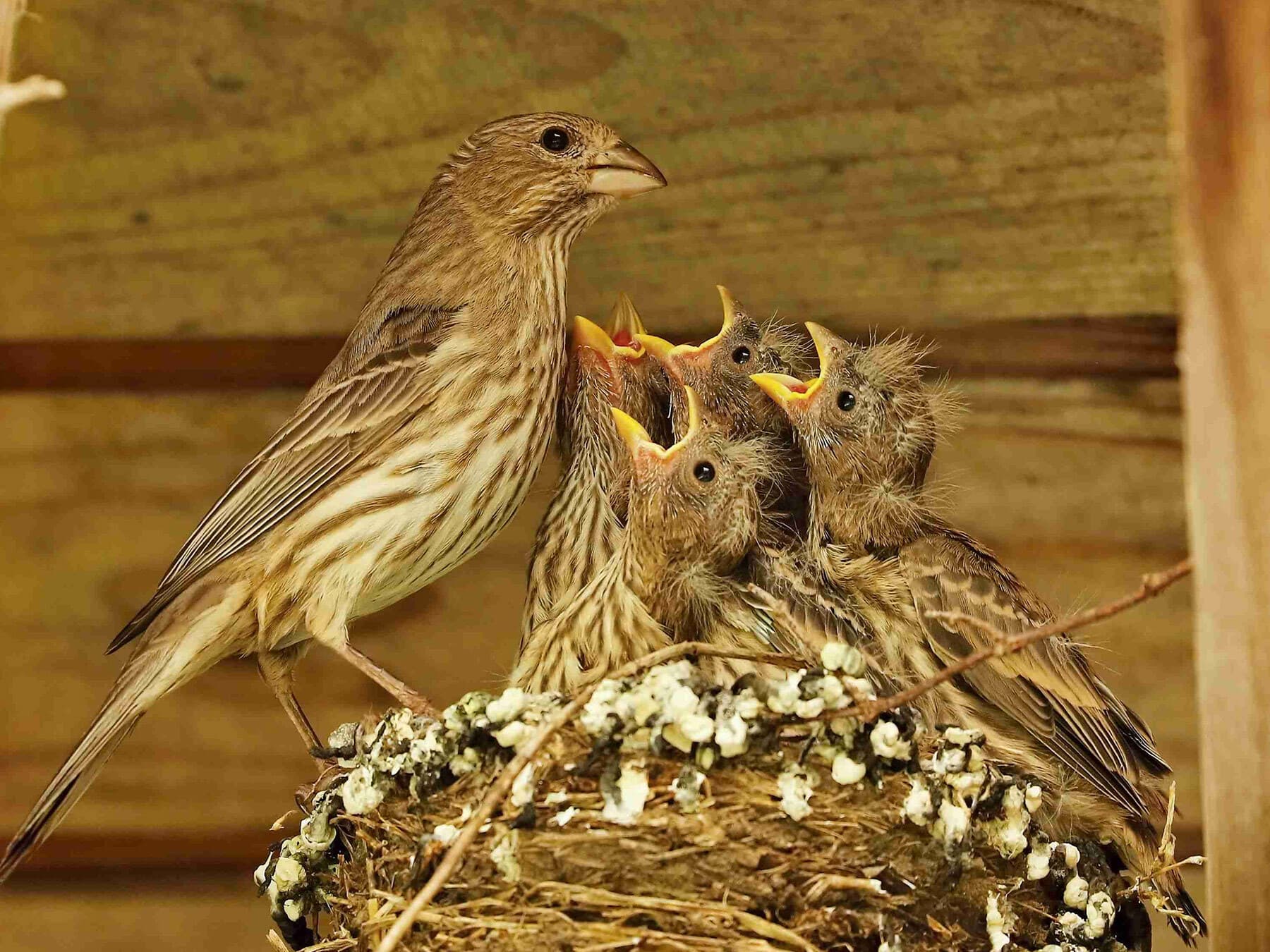 Female house finch feeding chicks