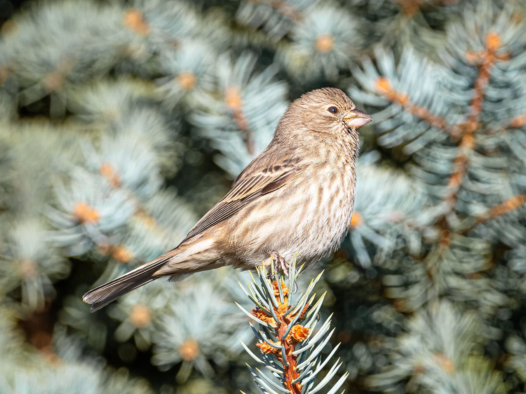 Female house finch