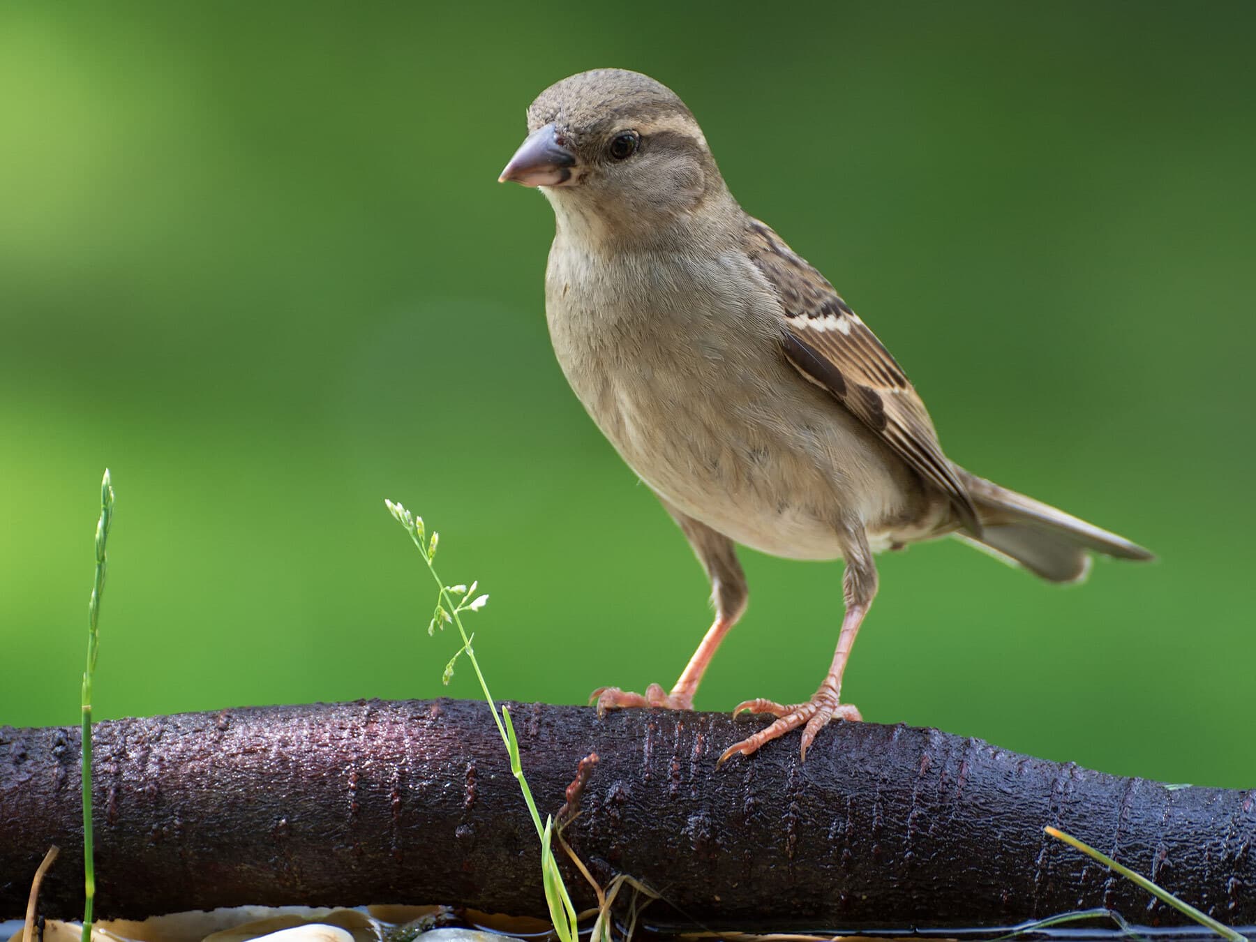 Female house sparrow