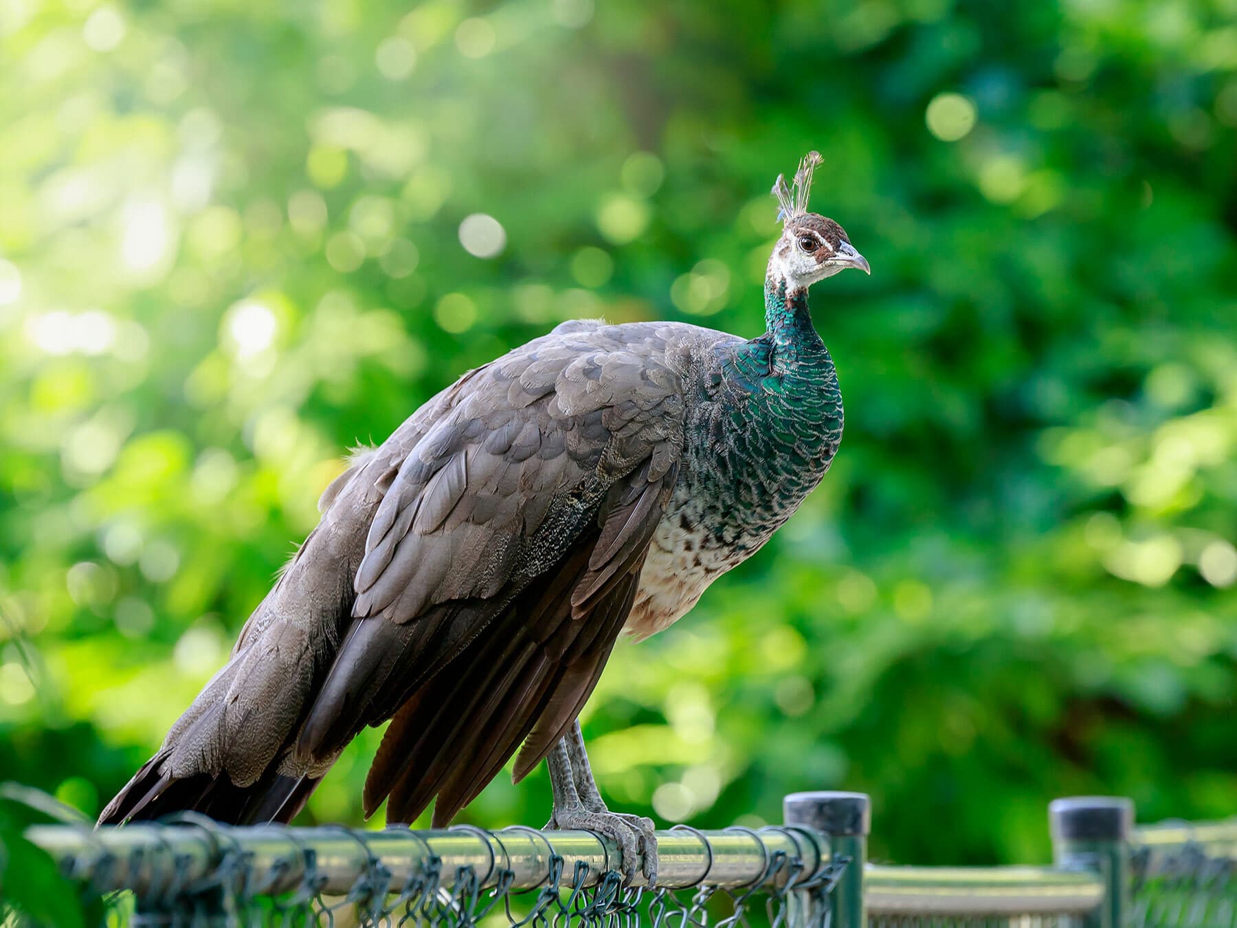 Female indian peafowl