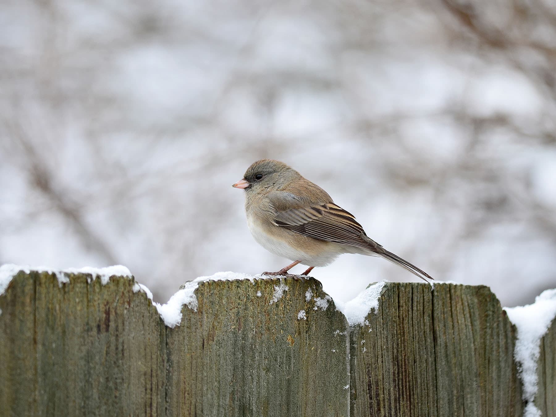 Female junco
