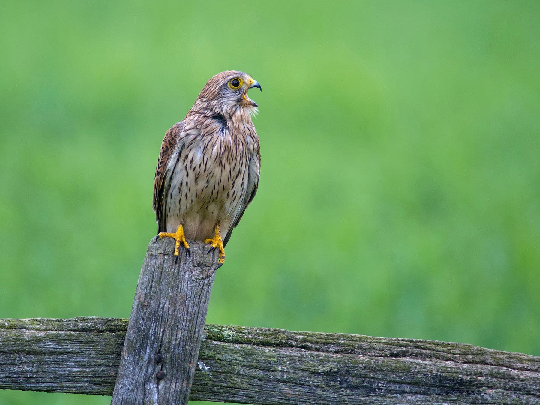 Female kestrel calling