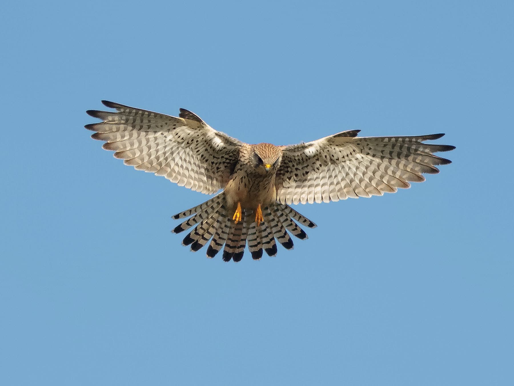 Female kestrel hovering