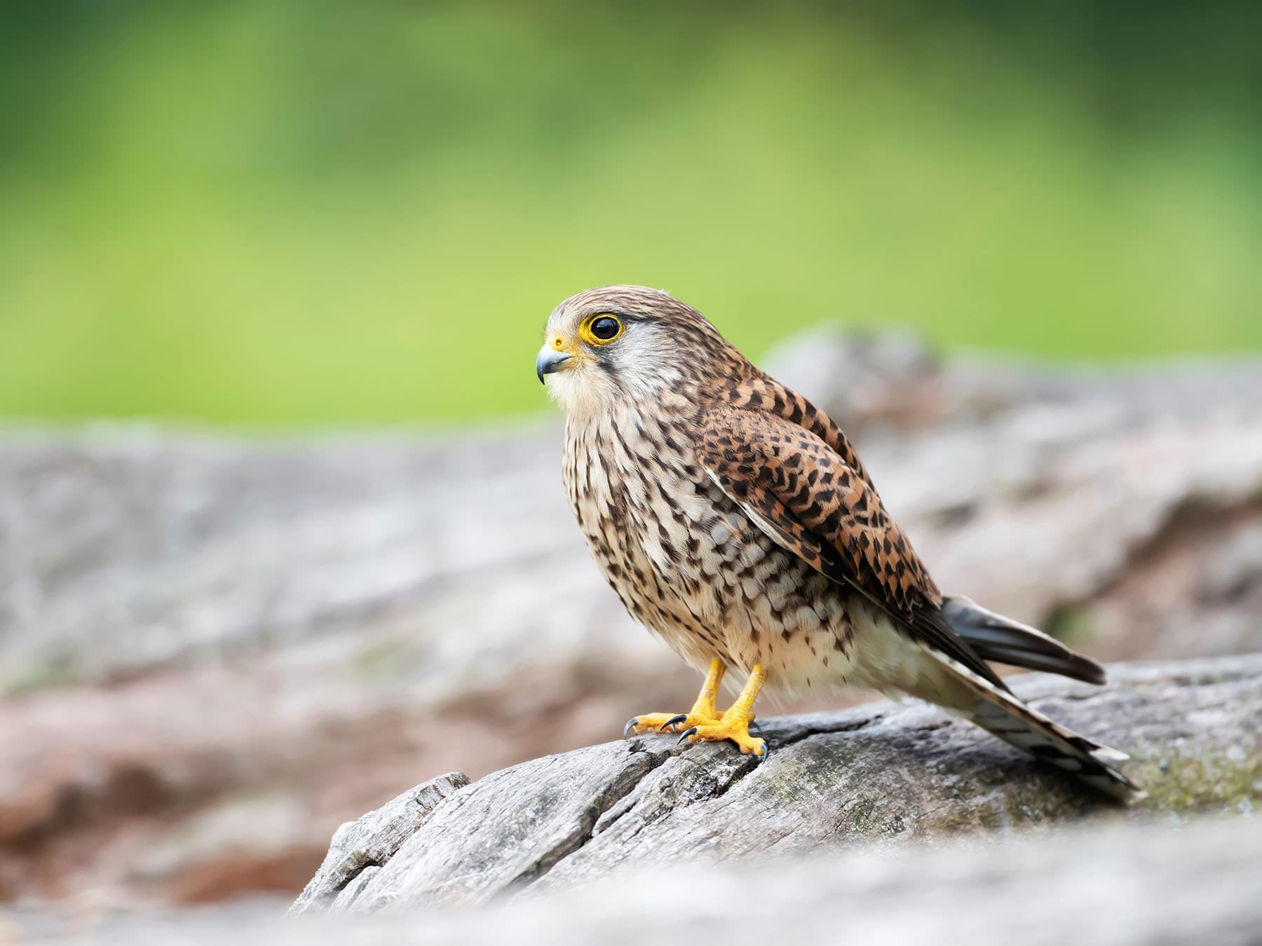 Female kestrel perched
