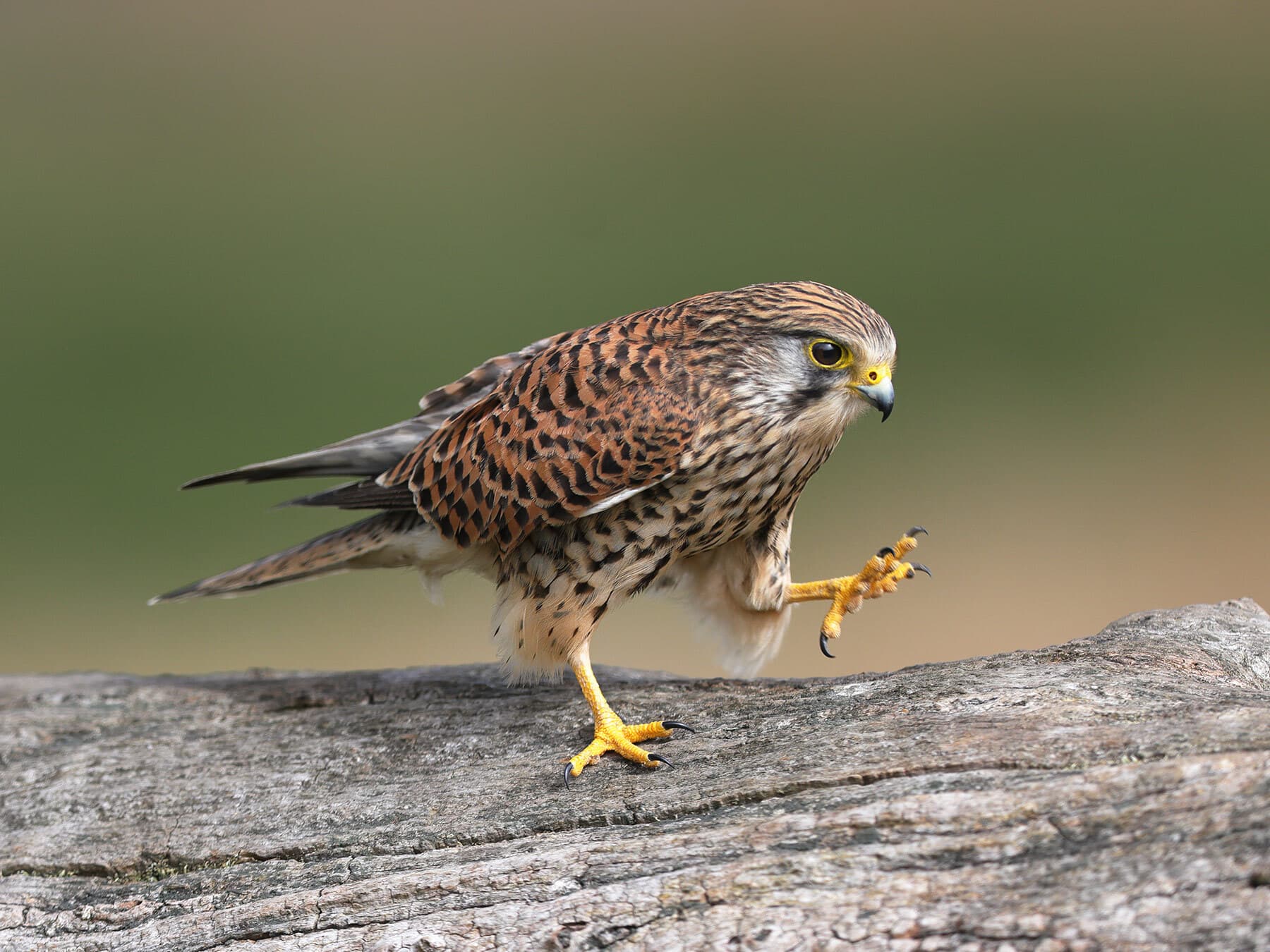 Female kestrel