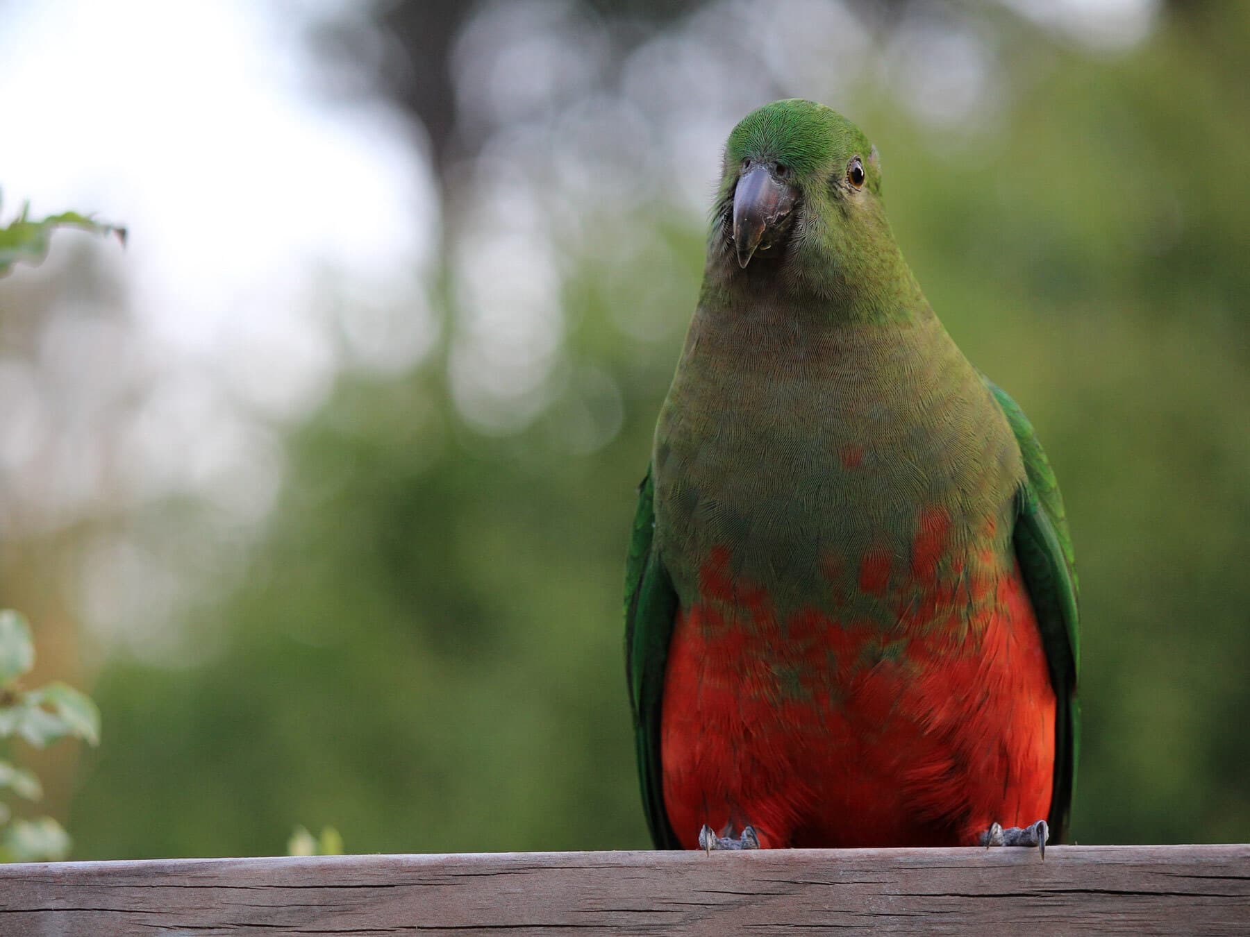 Female king parrot