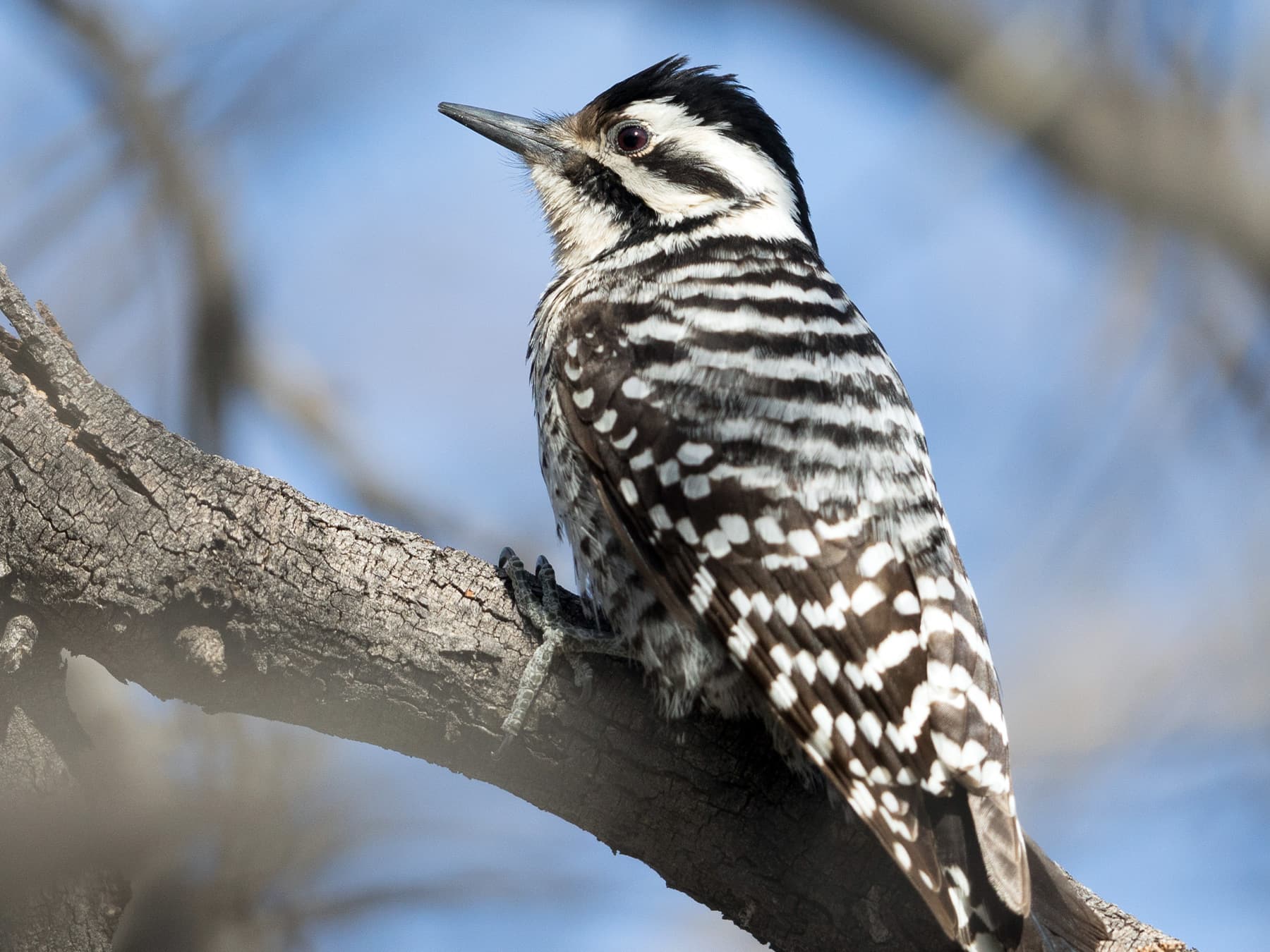Female Ladder-backed Woodpecker sitting on a branch