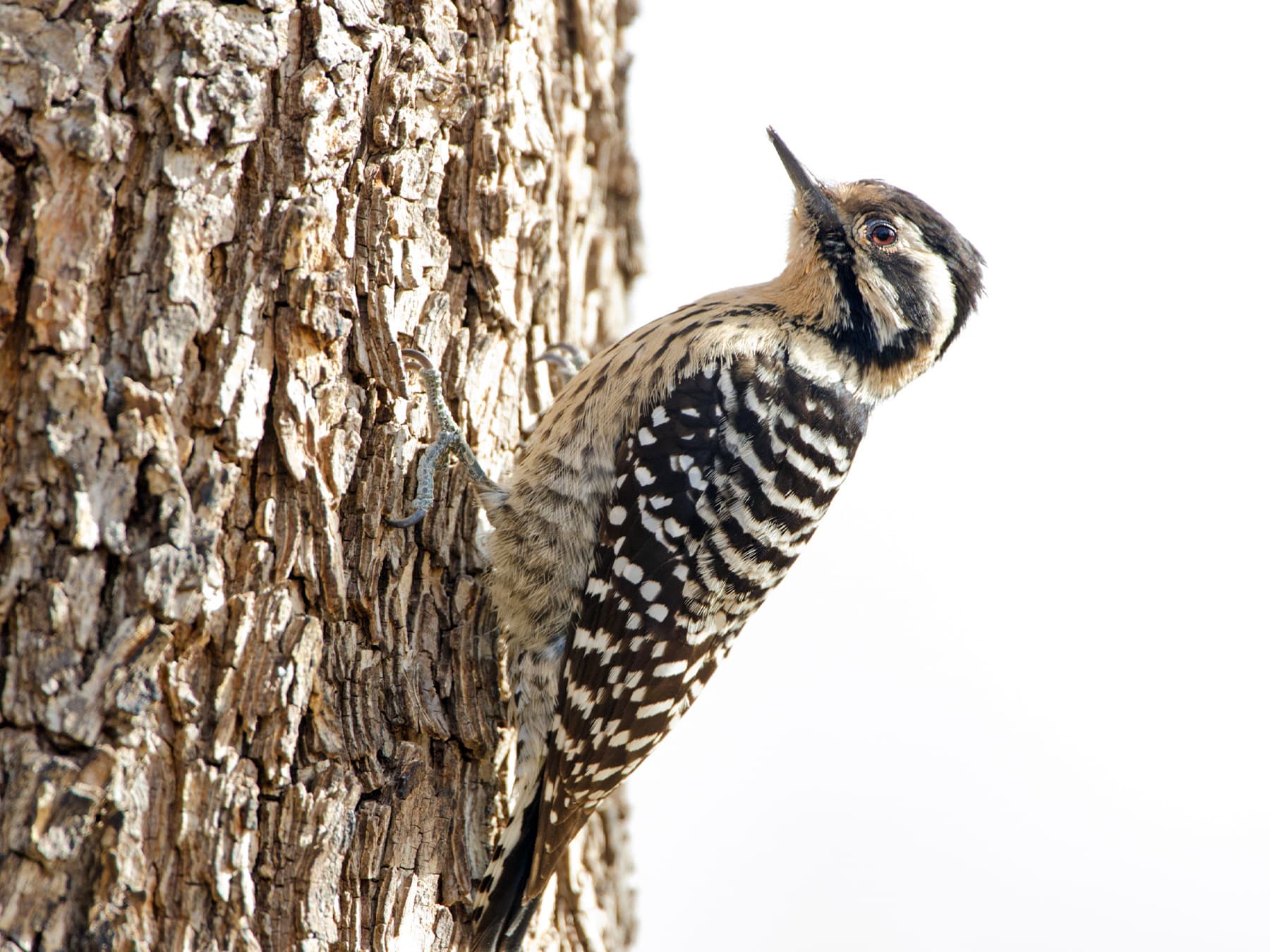 Ladder-backed Woodpecker Female