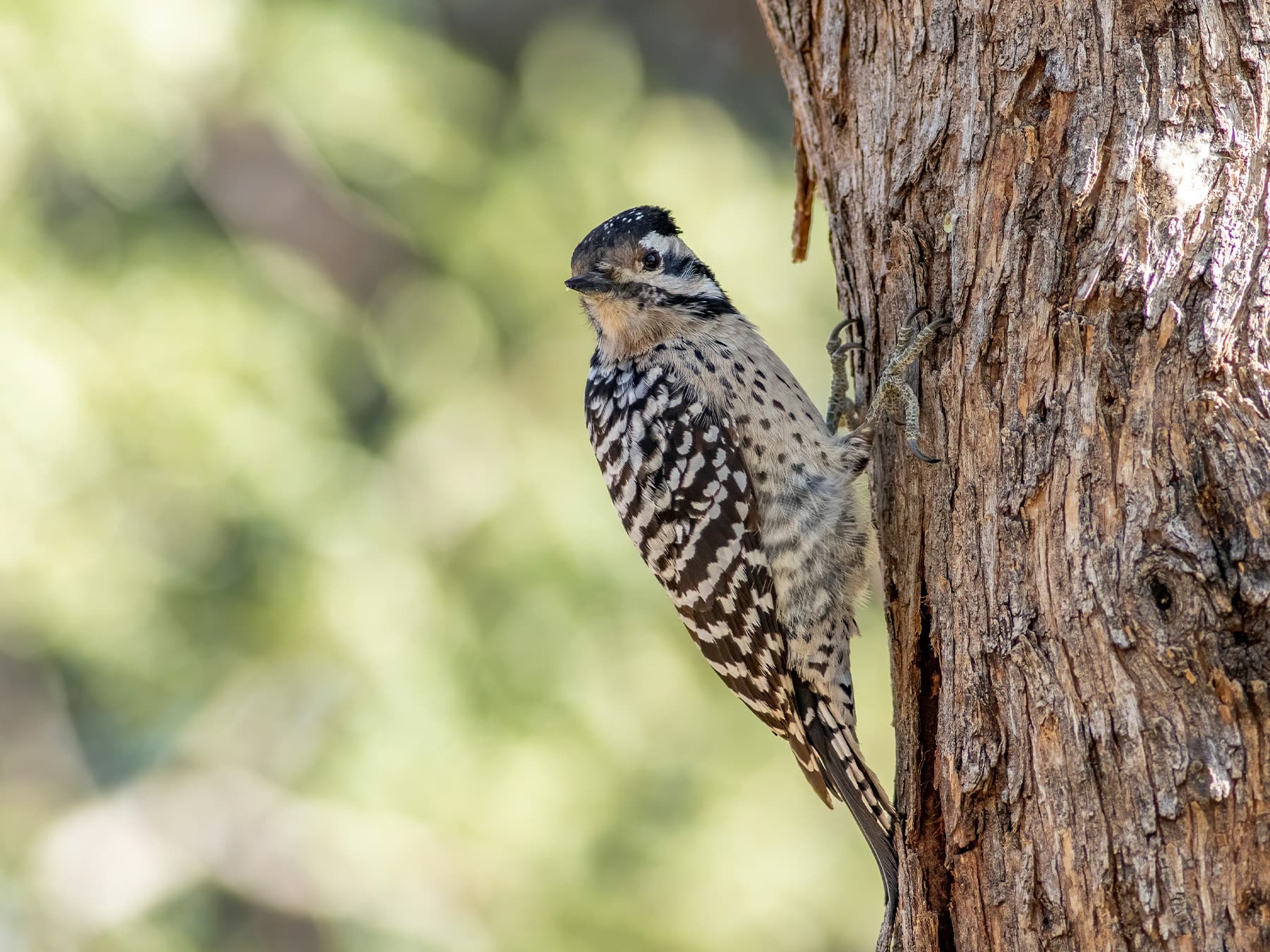Female Ladder-backed Woodpecker