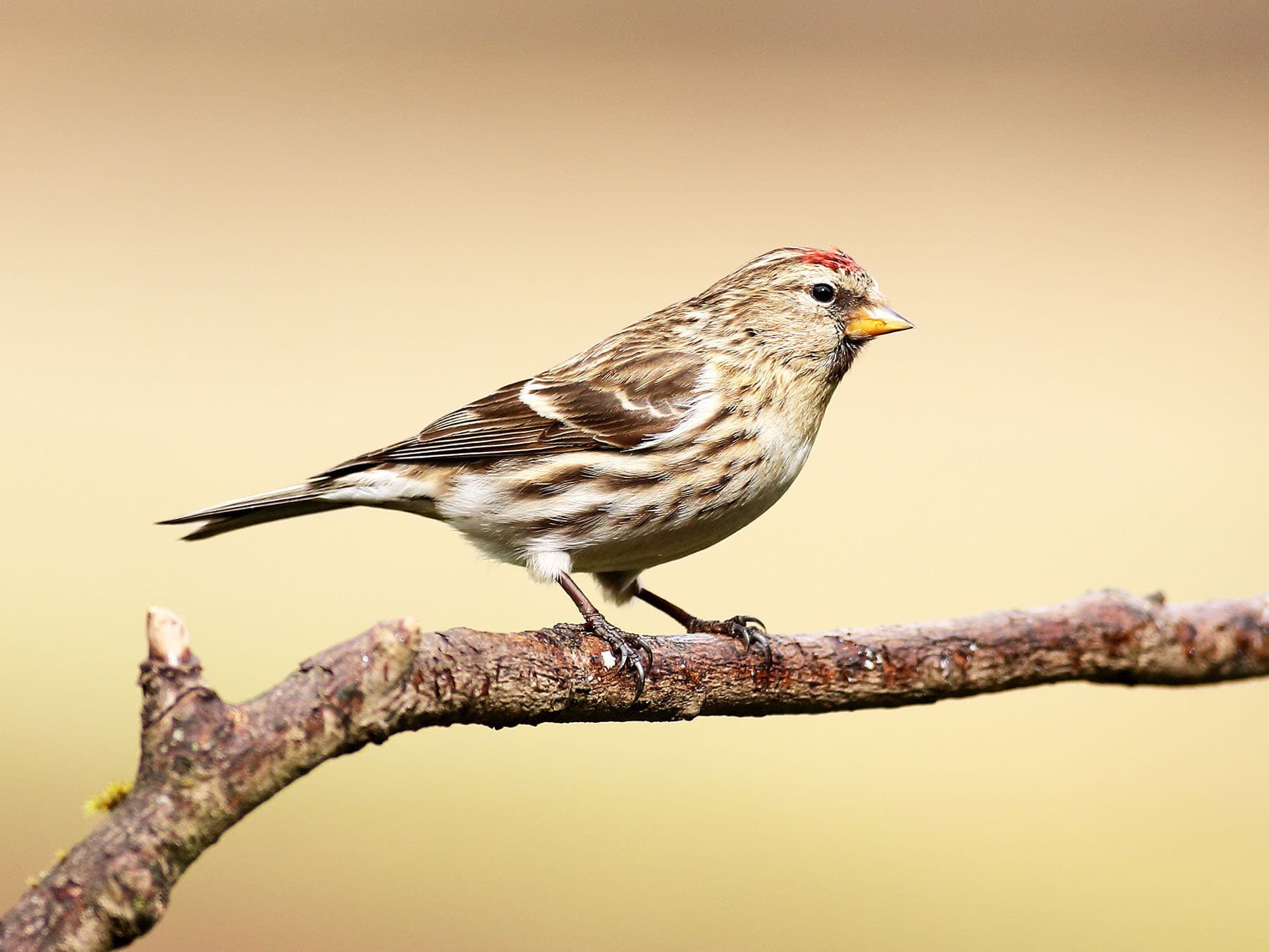 Female Lesser Redpoll