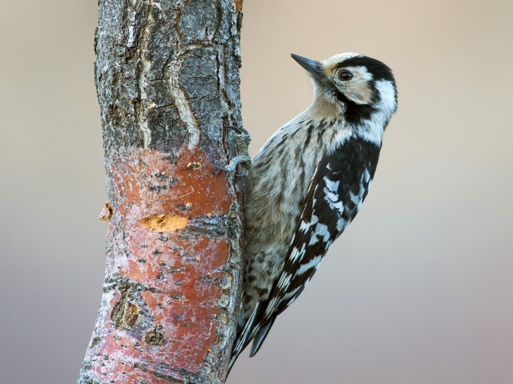 Female Lesser Spotted Woodpecker