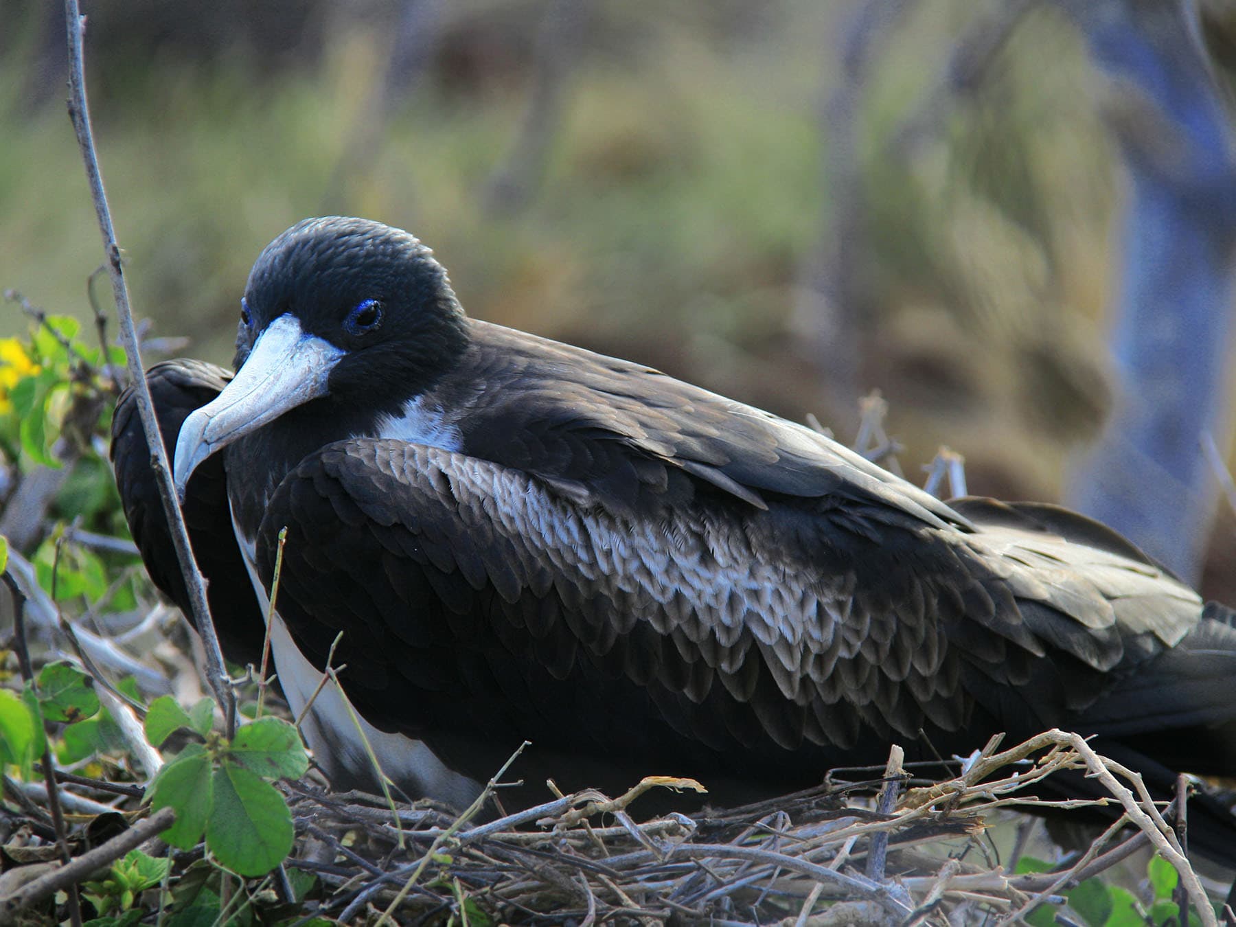 Female magnificent frigatebird nesting