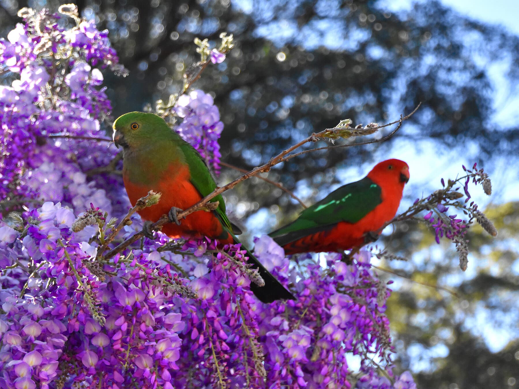 Female male king parrots