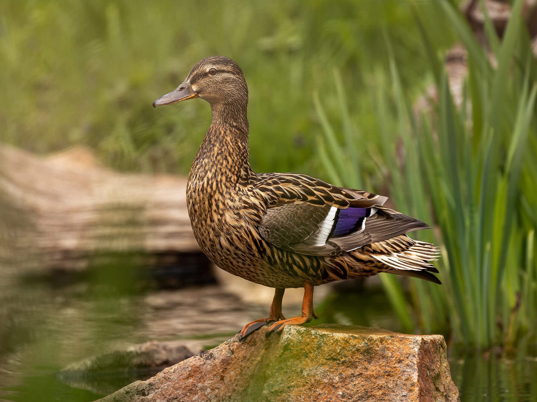 Female mallard 1
