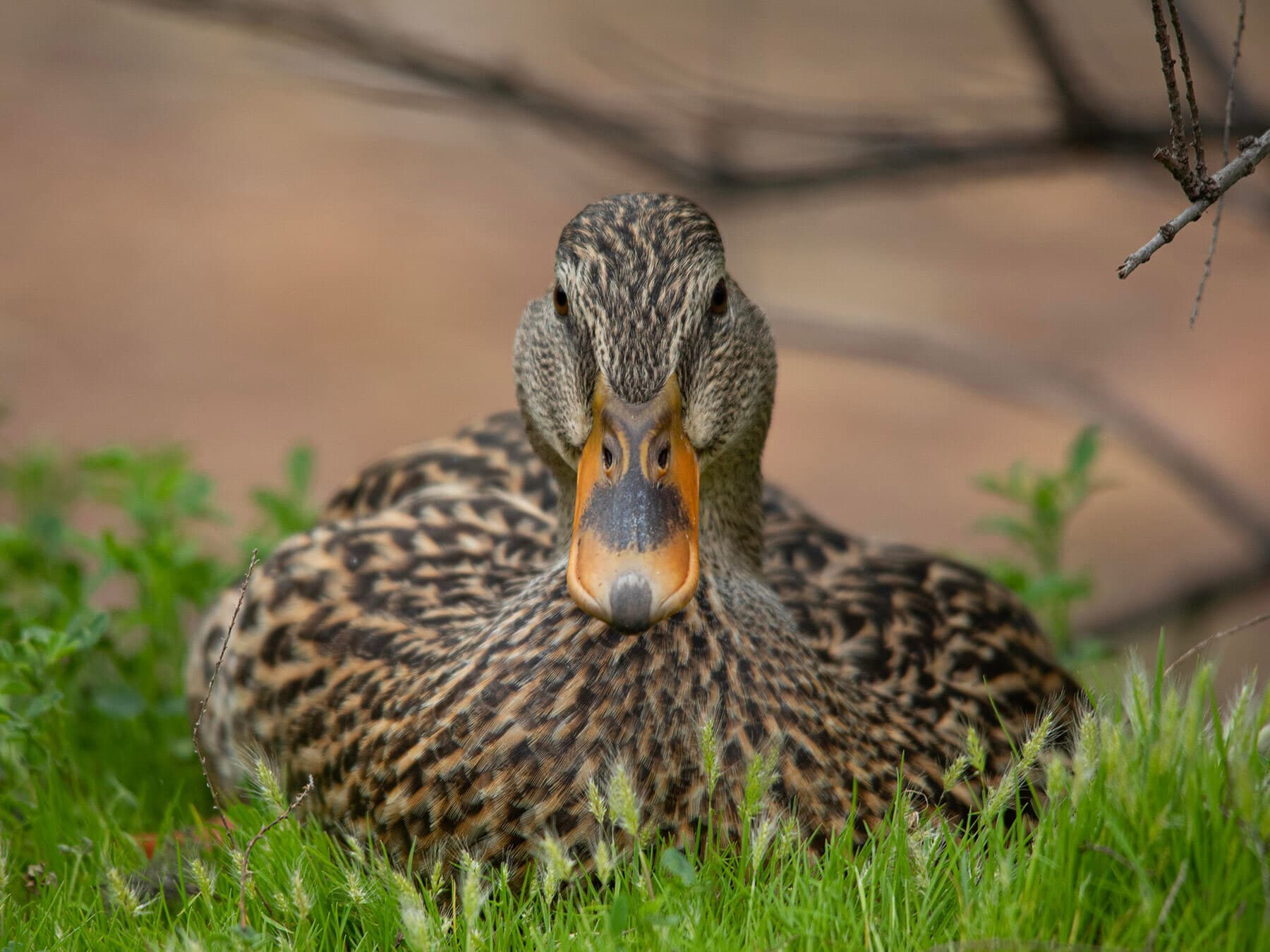 Female mallard portrait