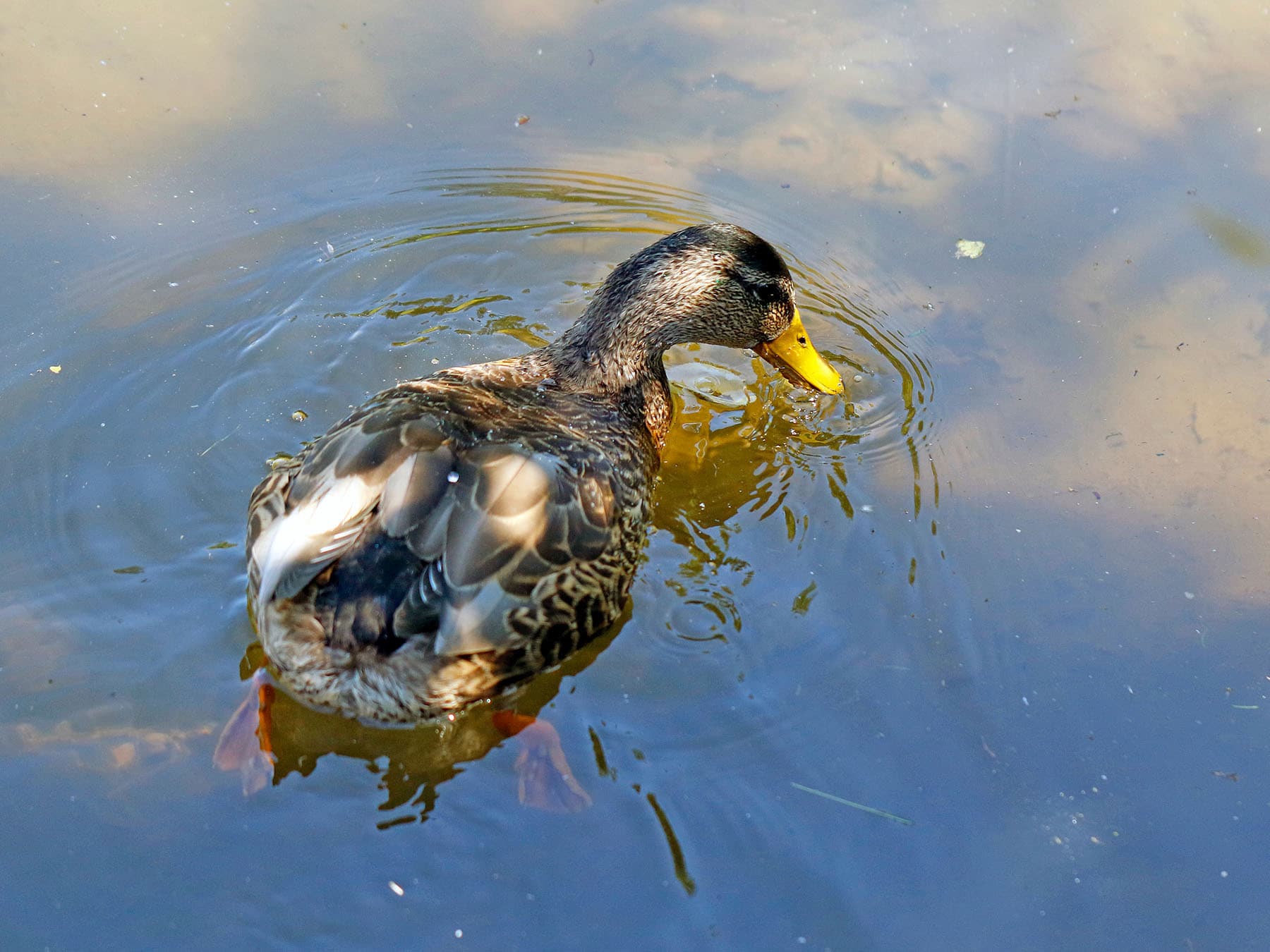 Female mallard searching for food
