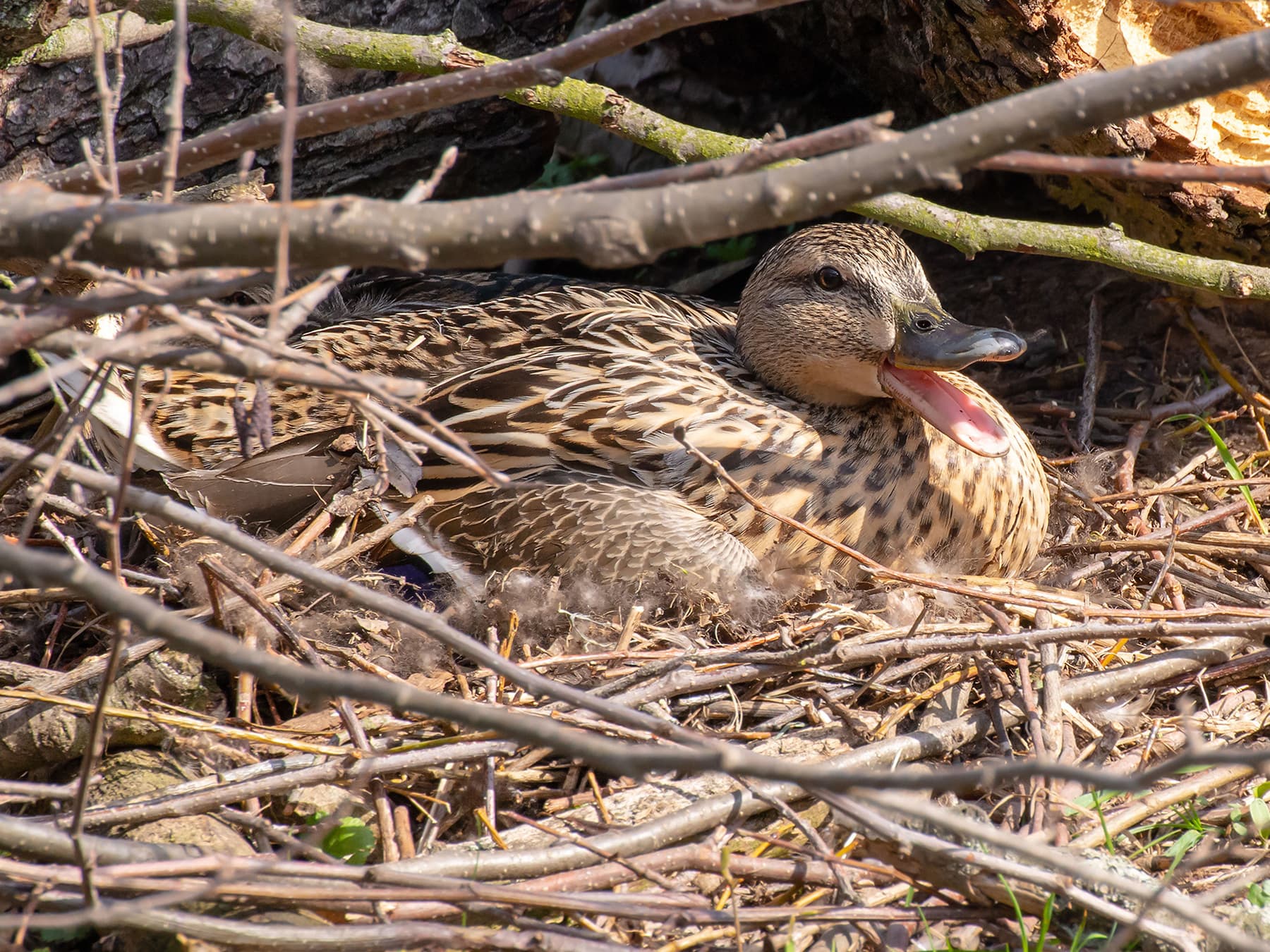 Female Mallard sitting on her nest