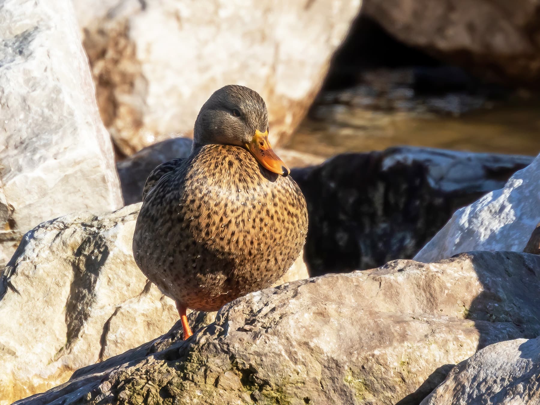 Female Mallard resting on the rocks by the river