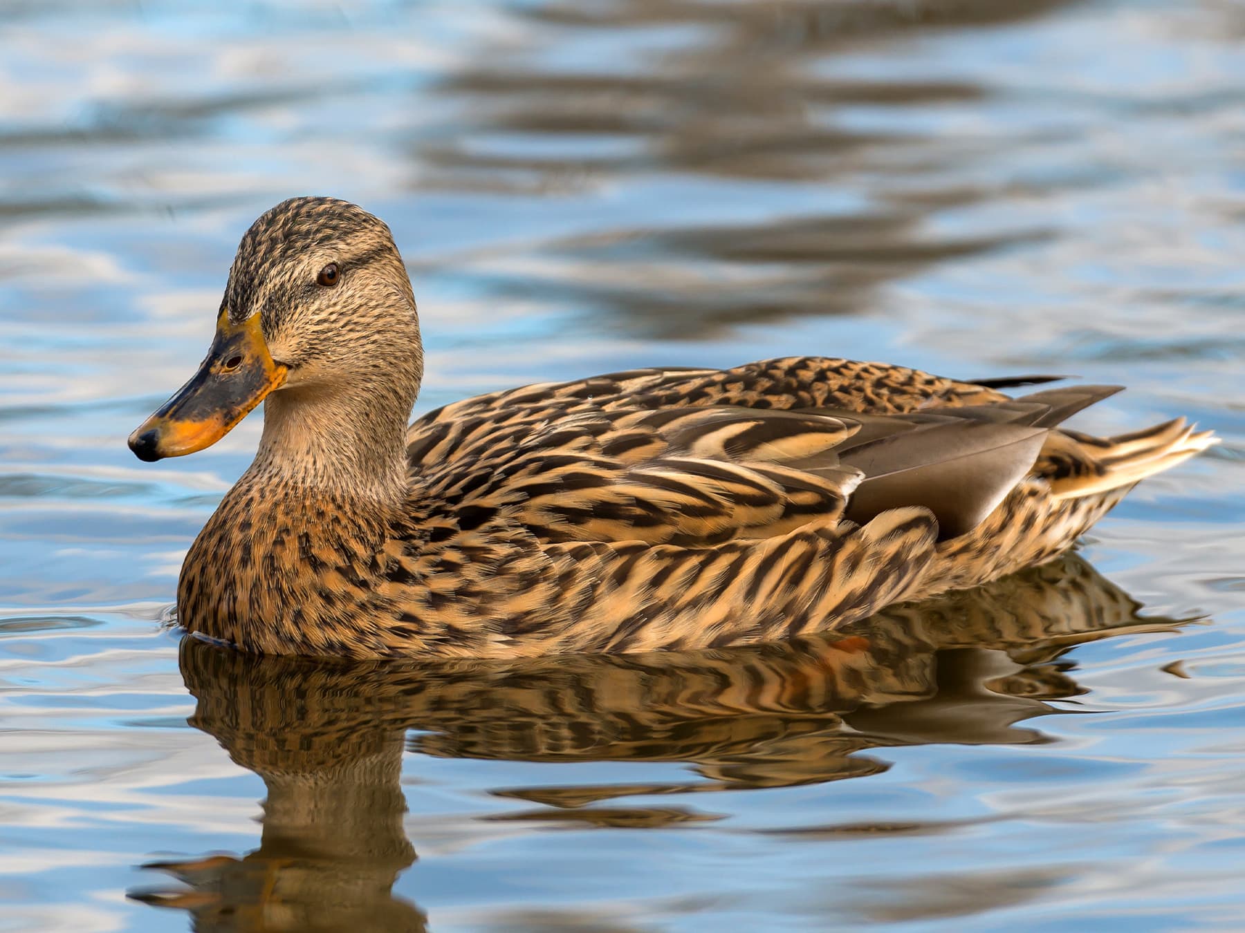 Female Mallard swimming in a pond