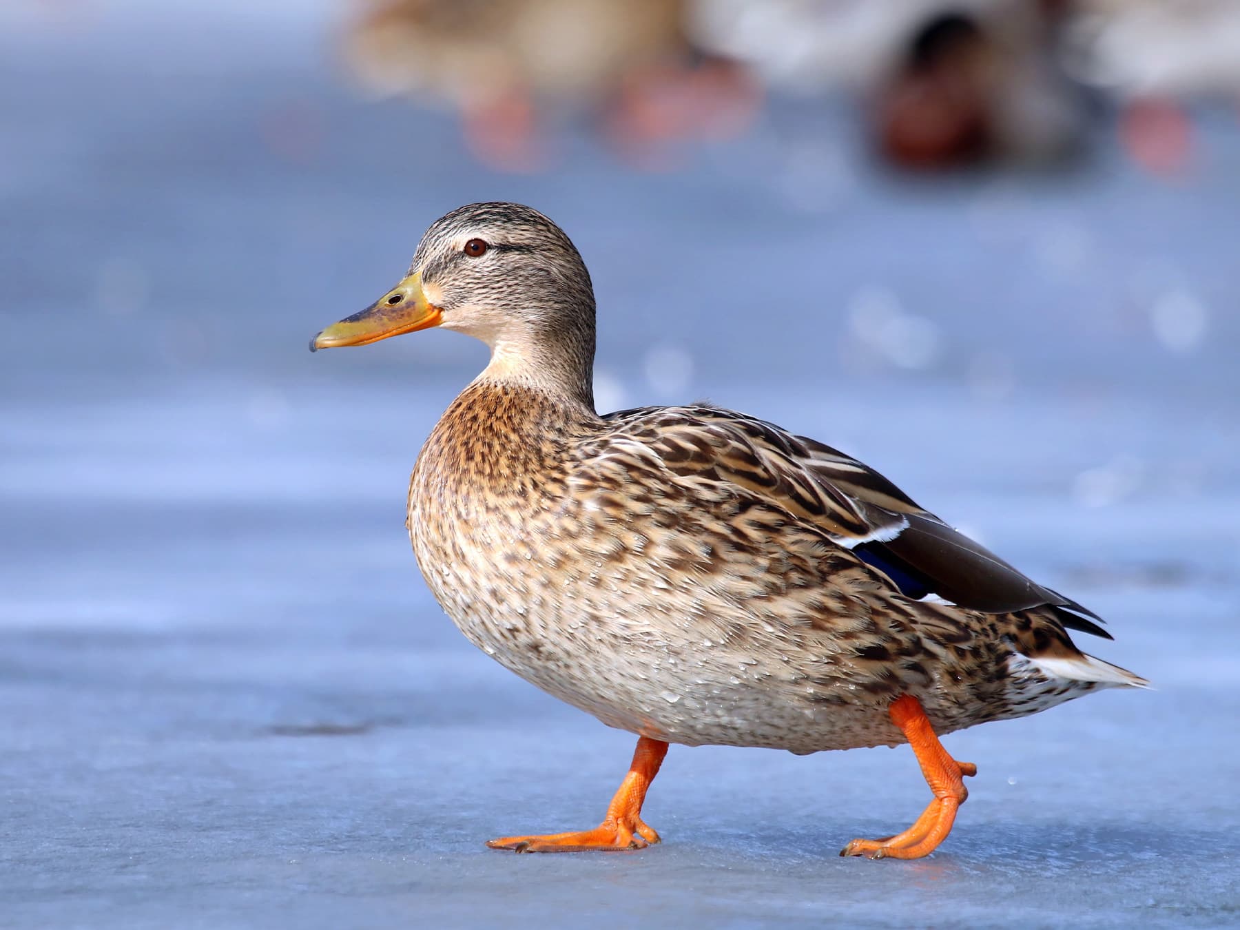 Female Mallard walking across a frozen pond