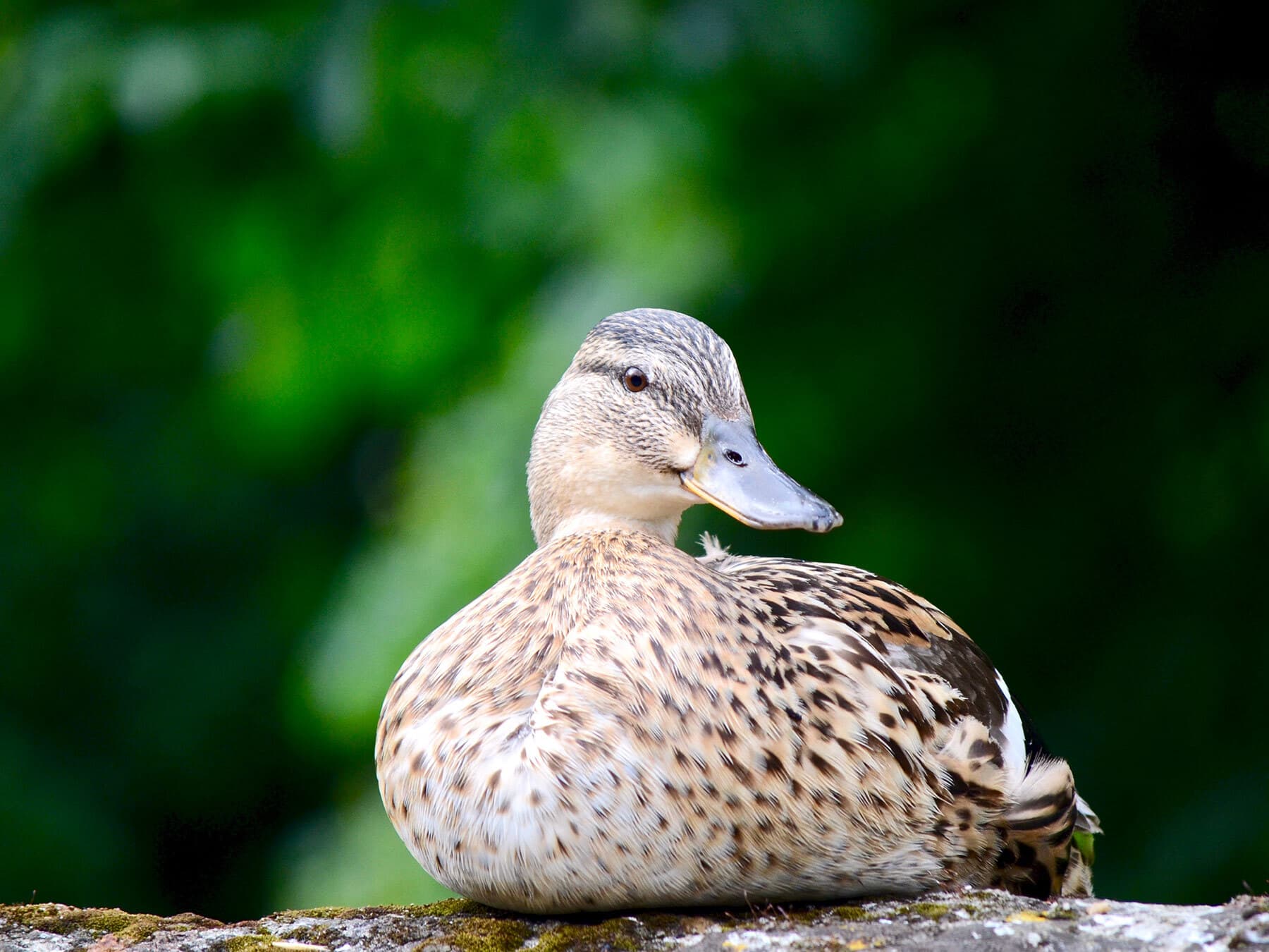 Female Mallards (Identification Guide: Male vs Female)